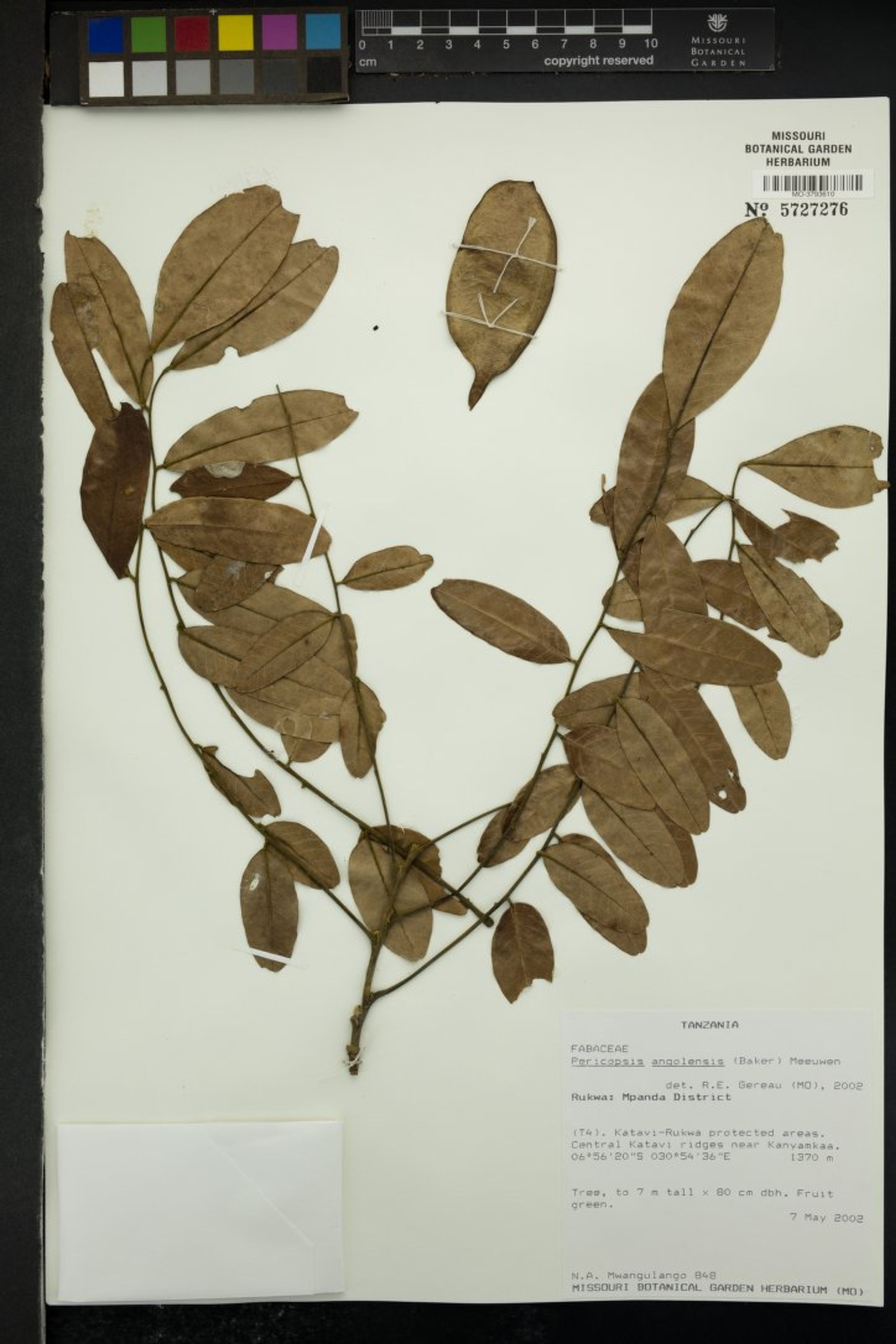 Pericopsis angolensis - 126
