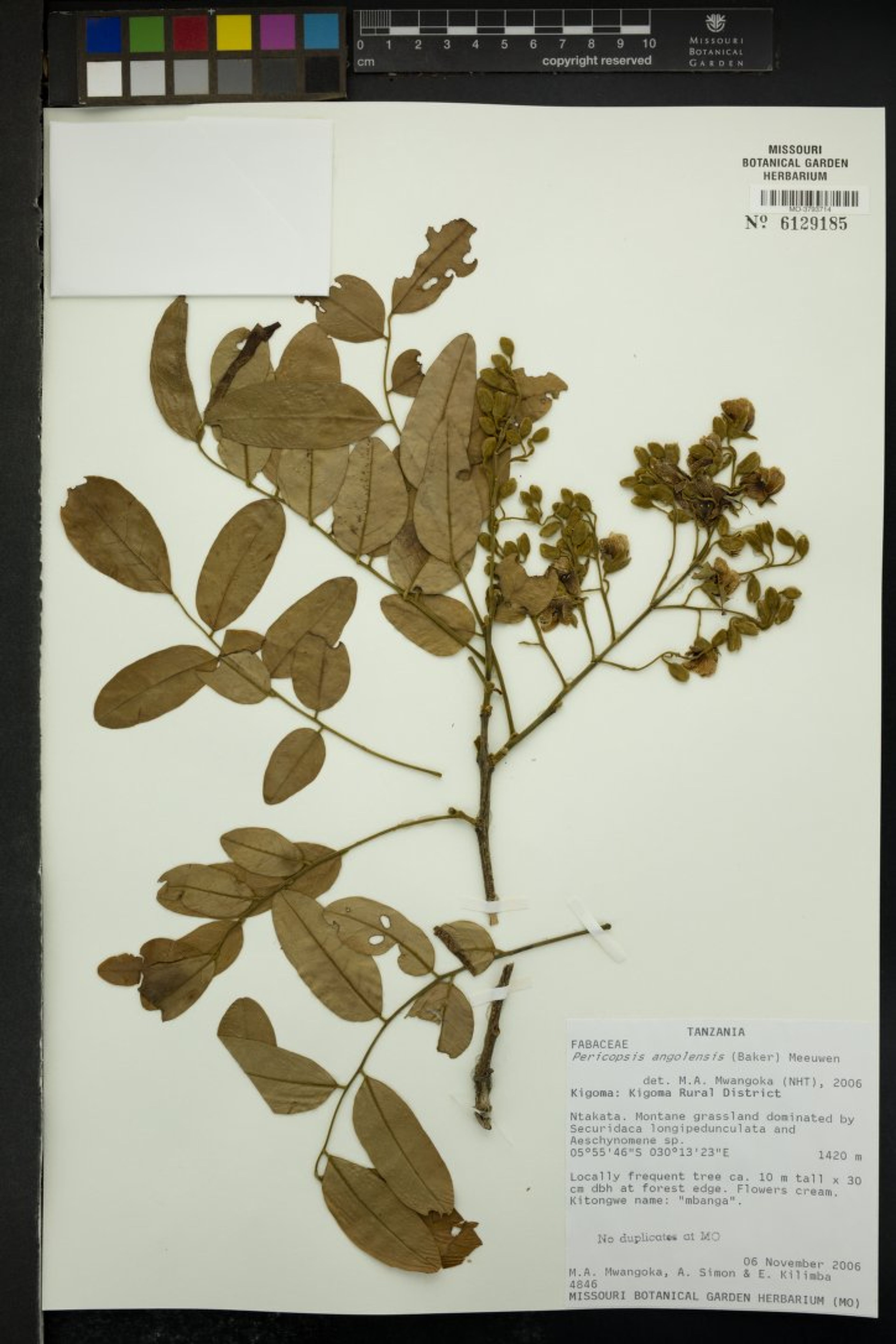 Pericopsis angolensis - 6
