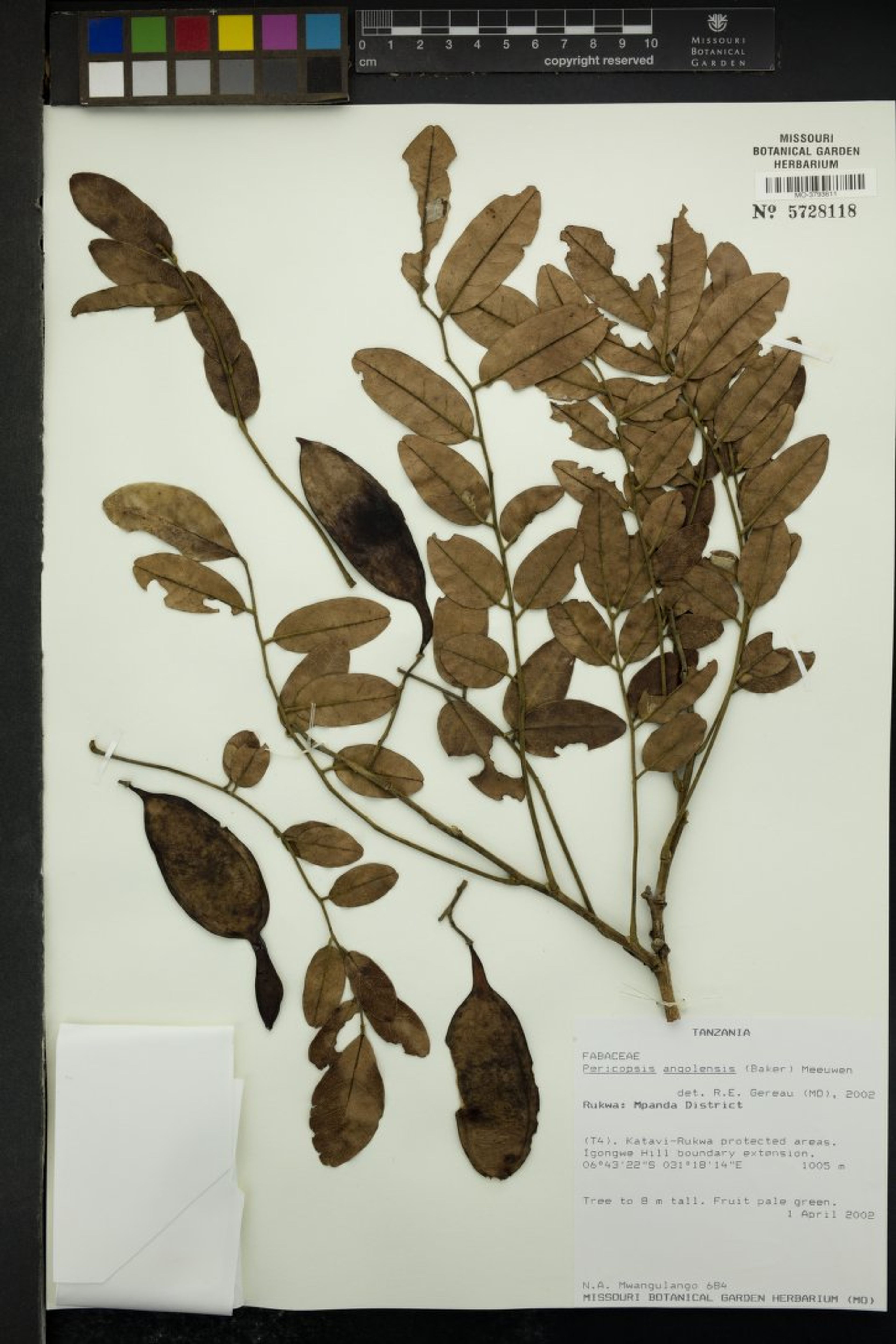 Pericopsis angolensis - 28