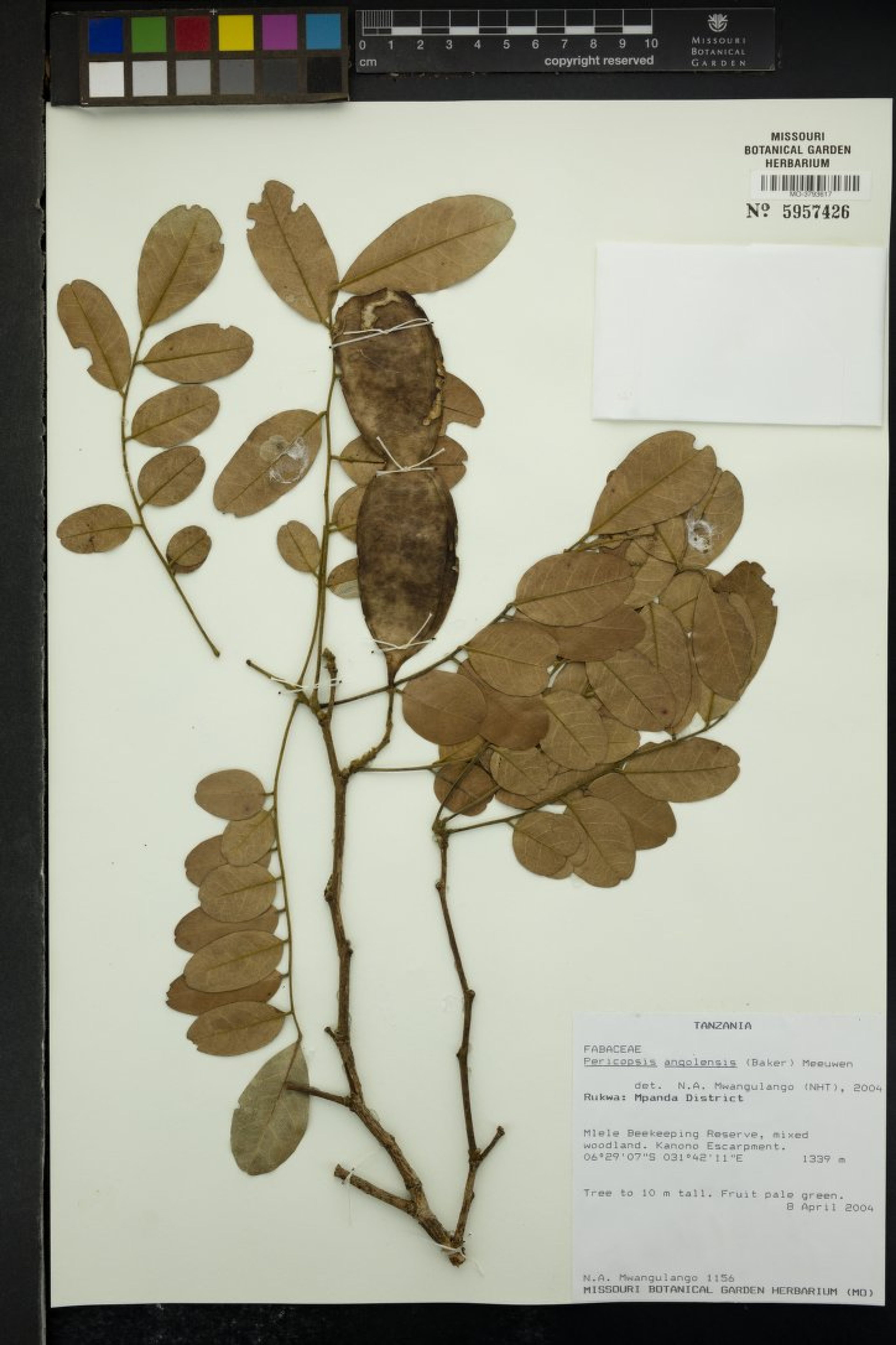 Pericopsis angolensis - 100