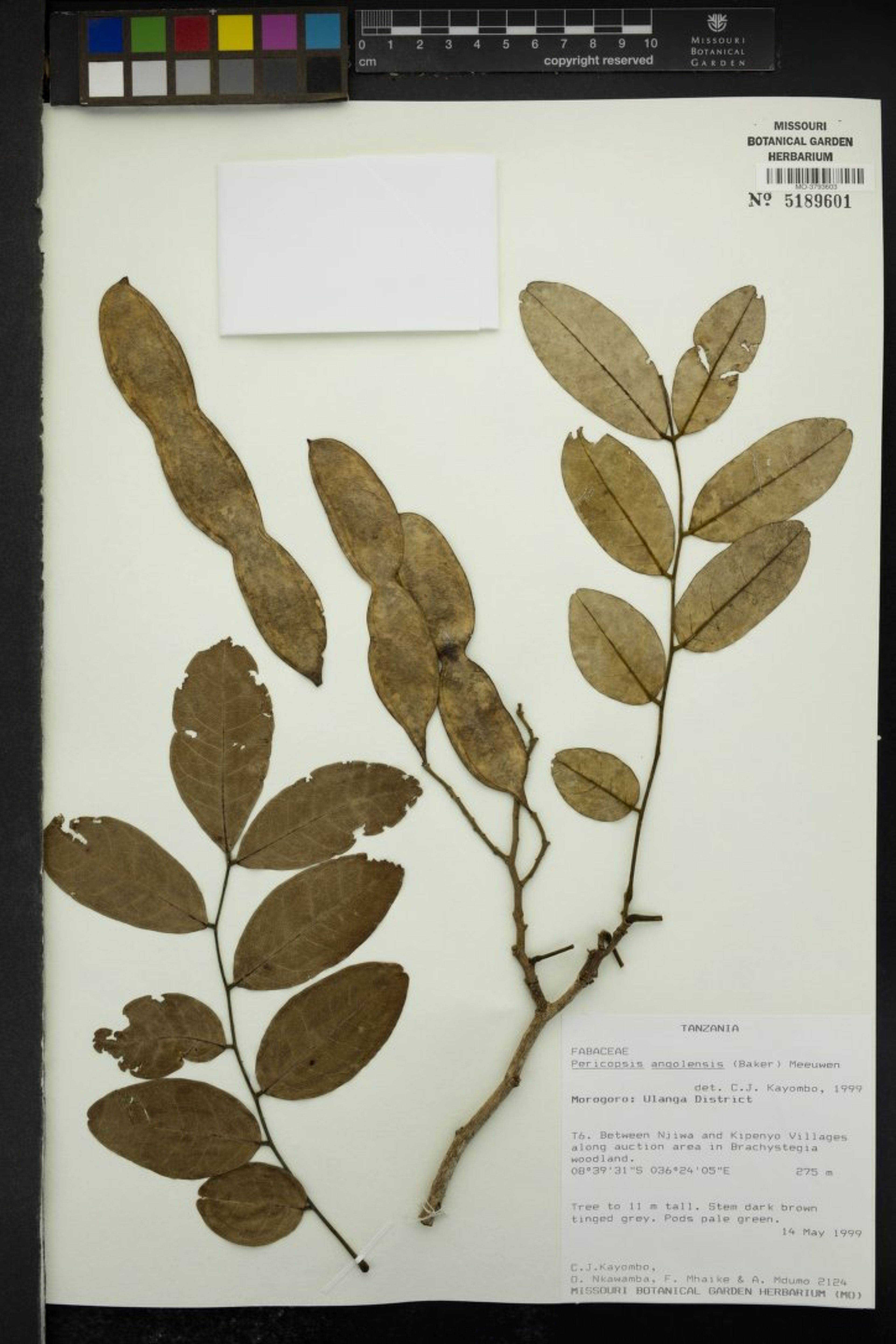 Pericopsis angolensis - 123