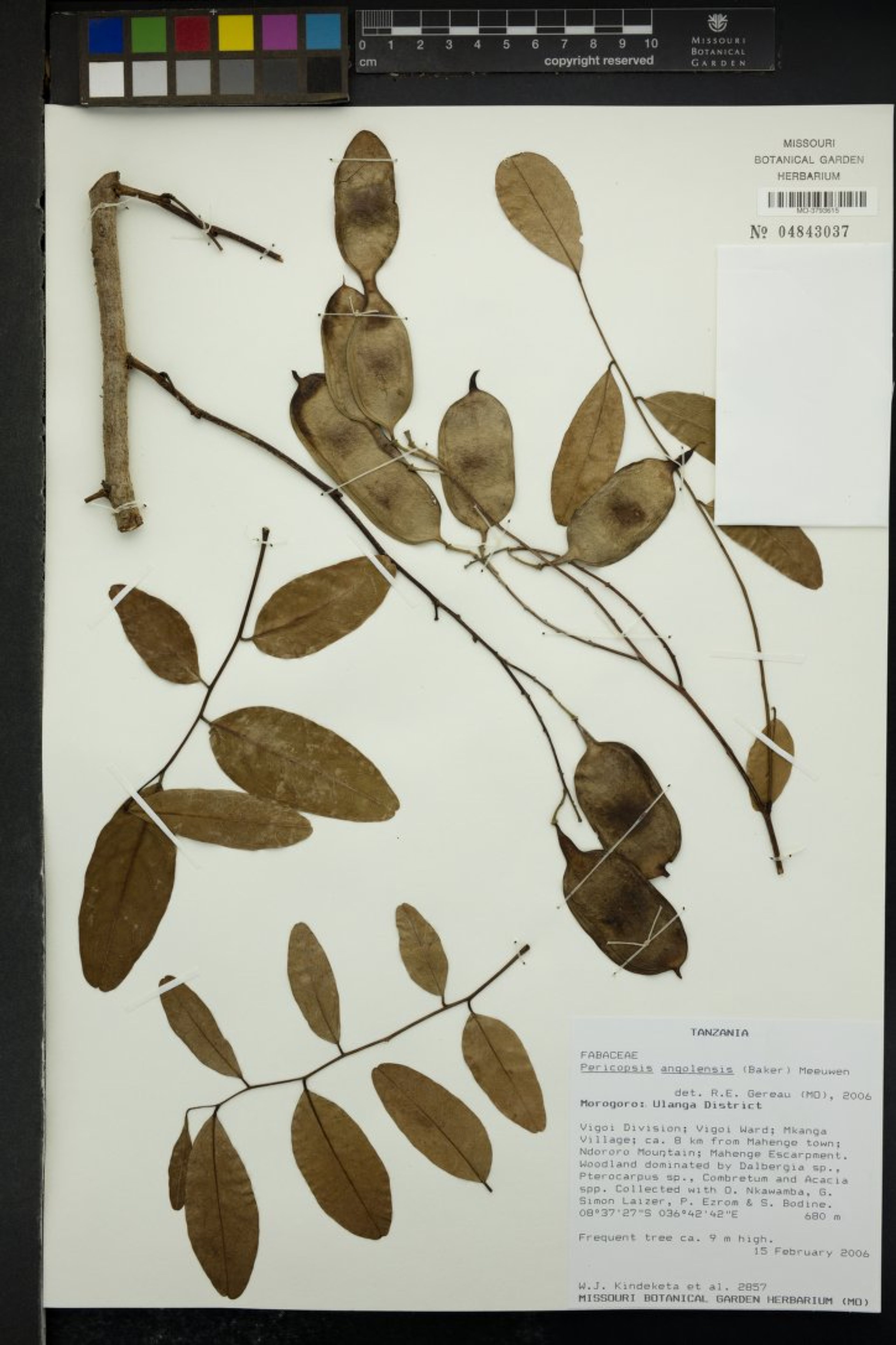 Pericopsis angolensis - 54
