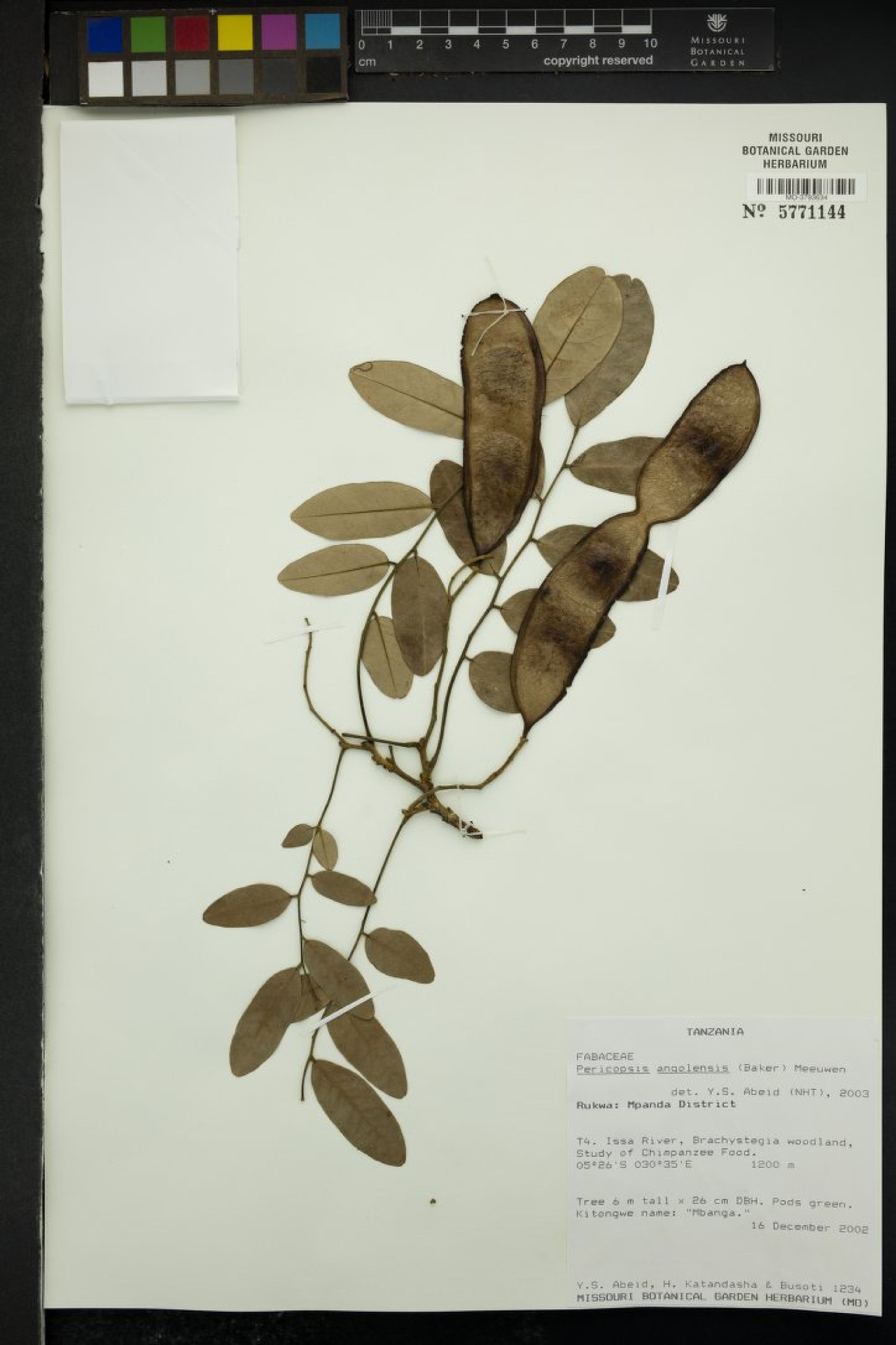 Pericopsis angolensis - 63