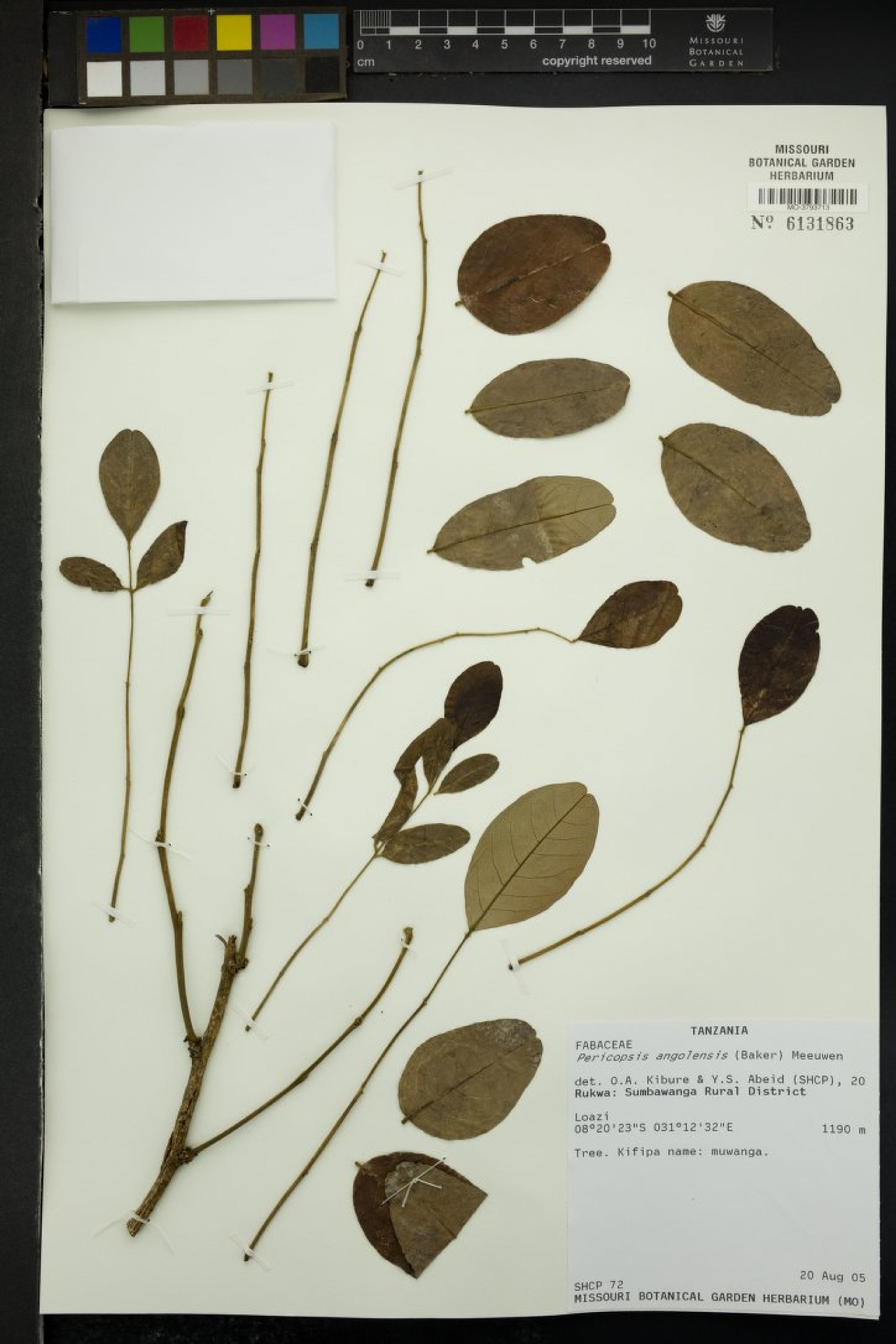 Pericopsis angolensis - 27