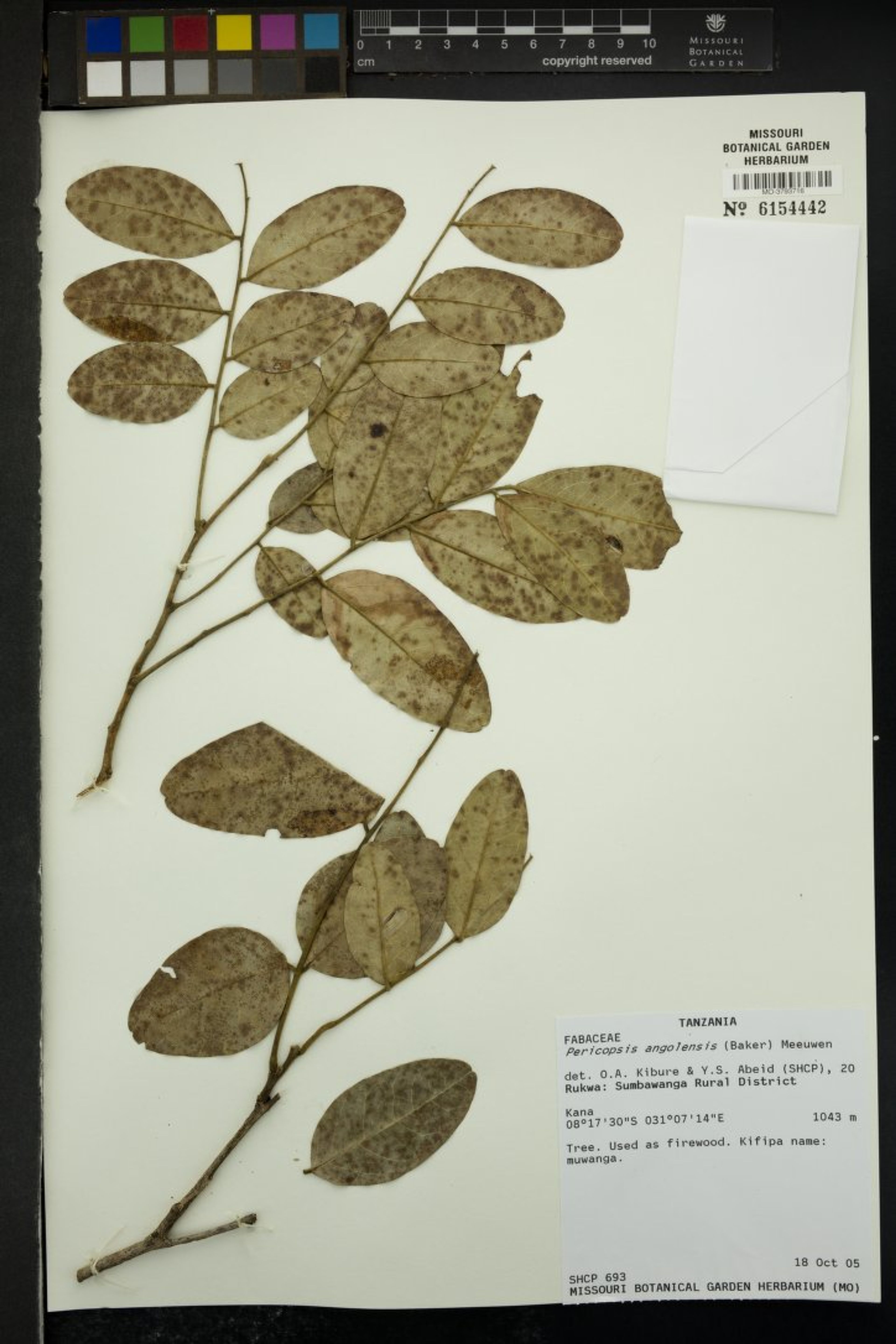 Pericopsis angolensis - 133