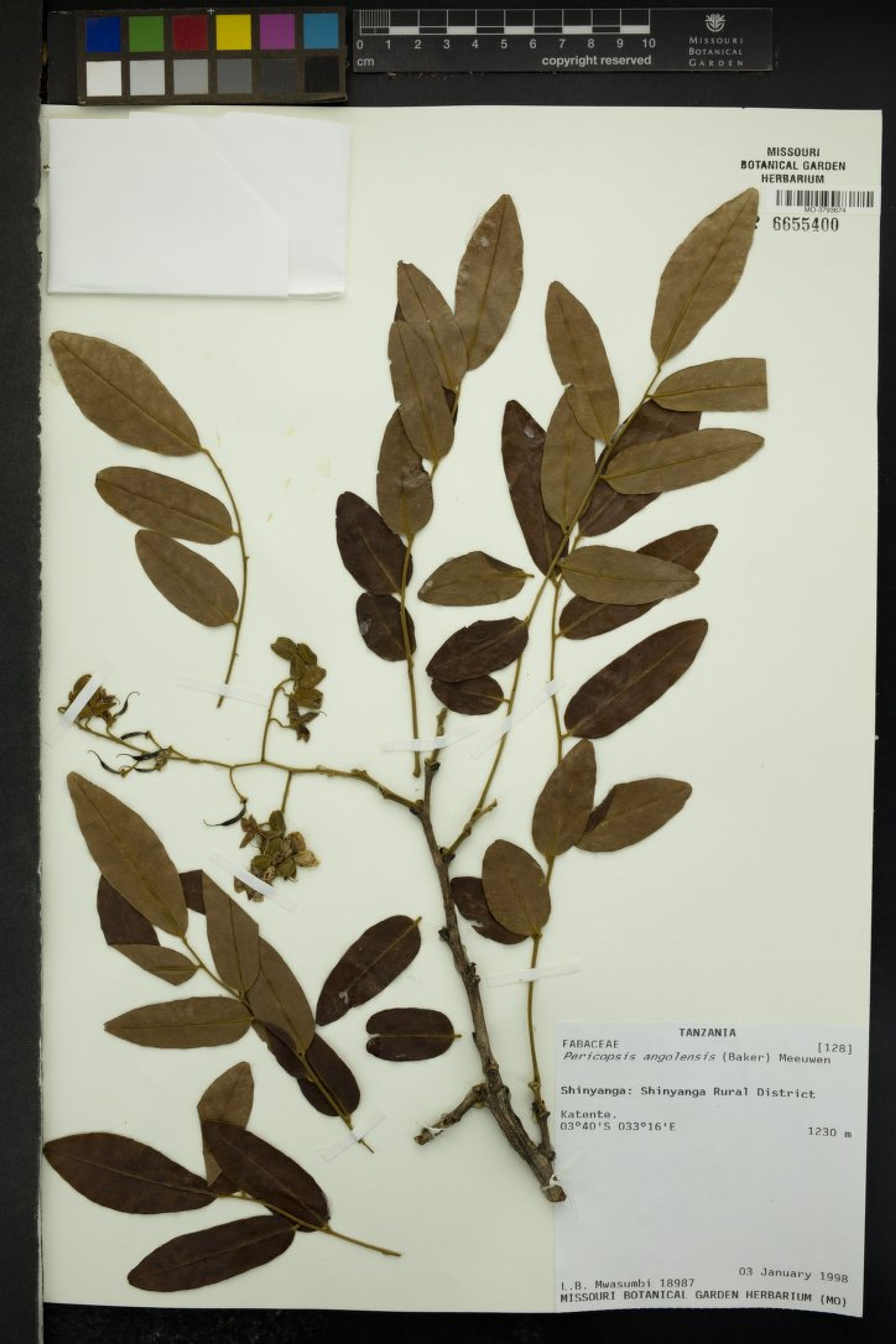 Pericopsis angolensis - 13