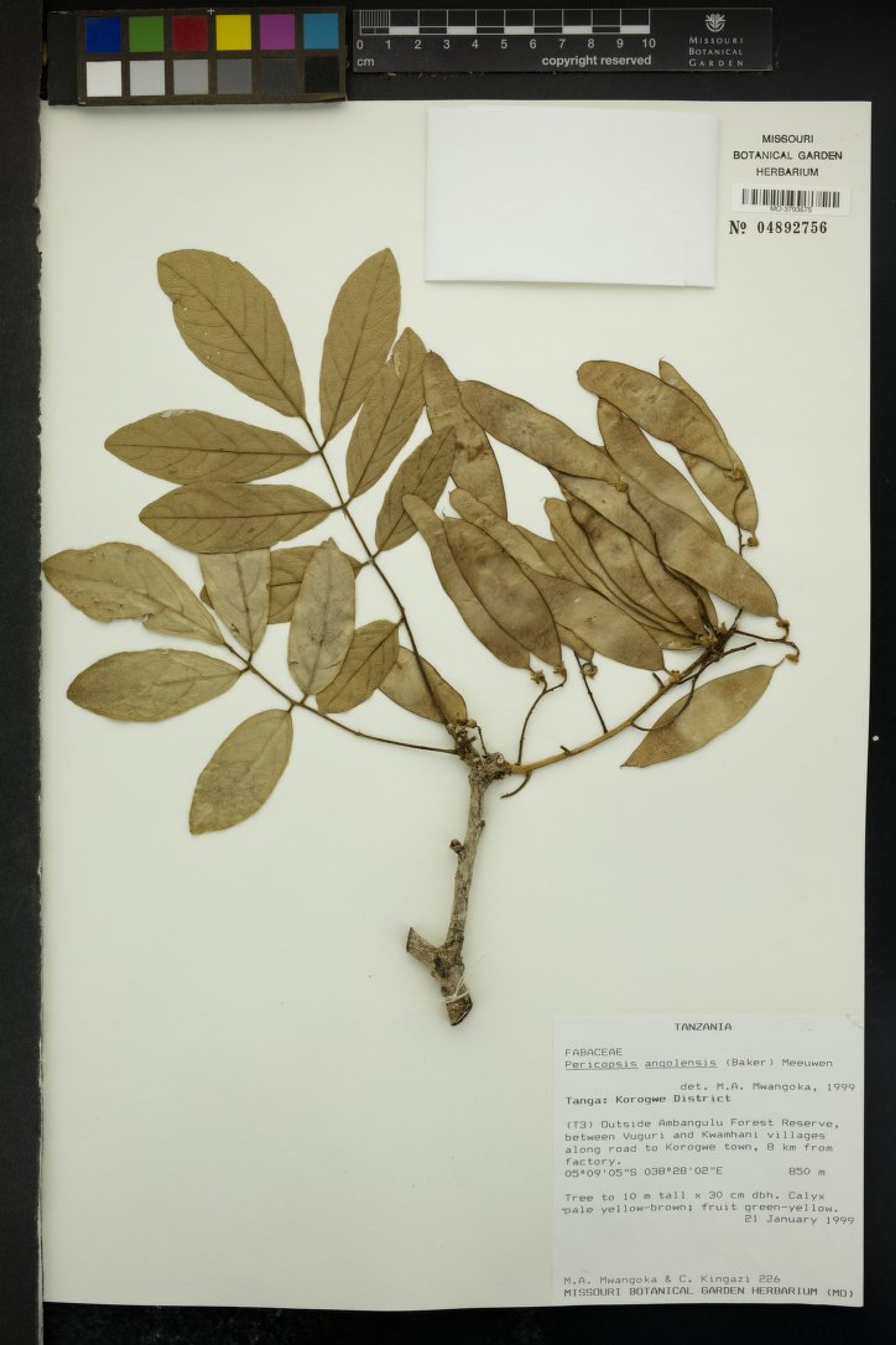 Pericopsis angolensis - 97