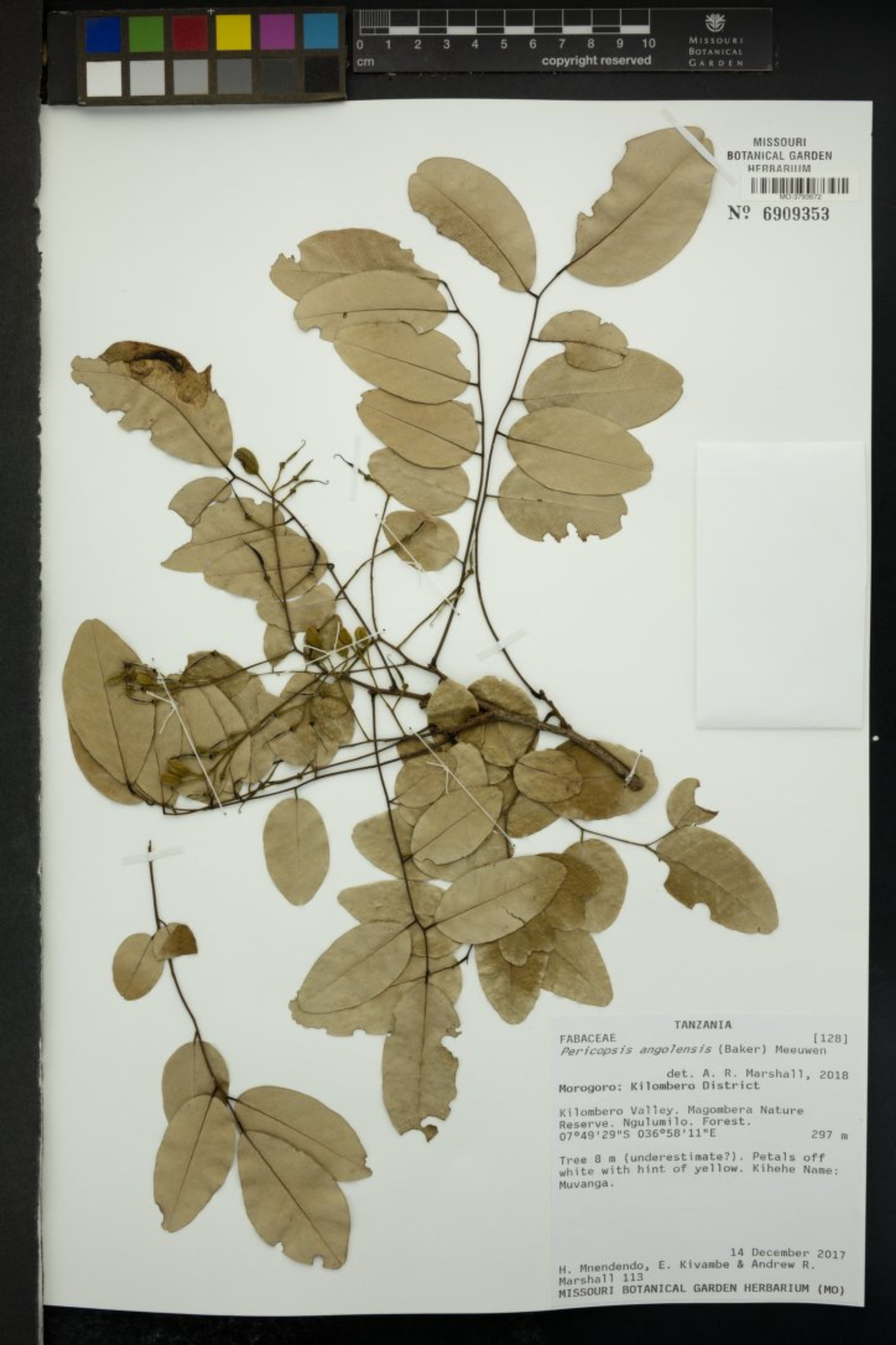 Pericopsis angolensis - 10