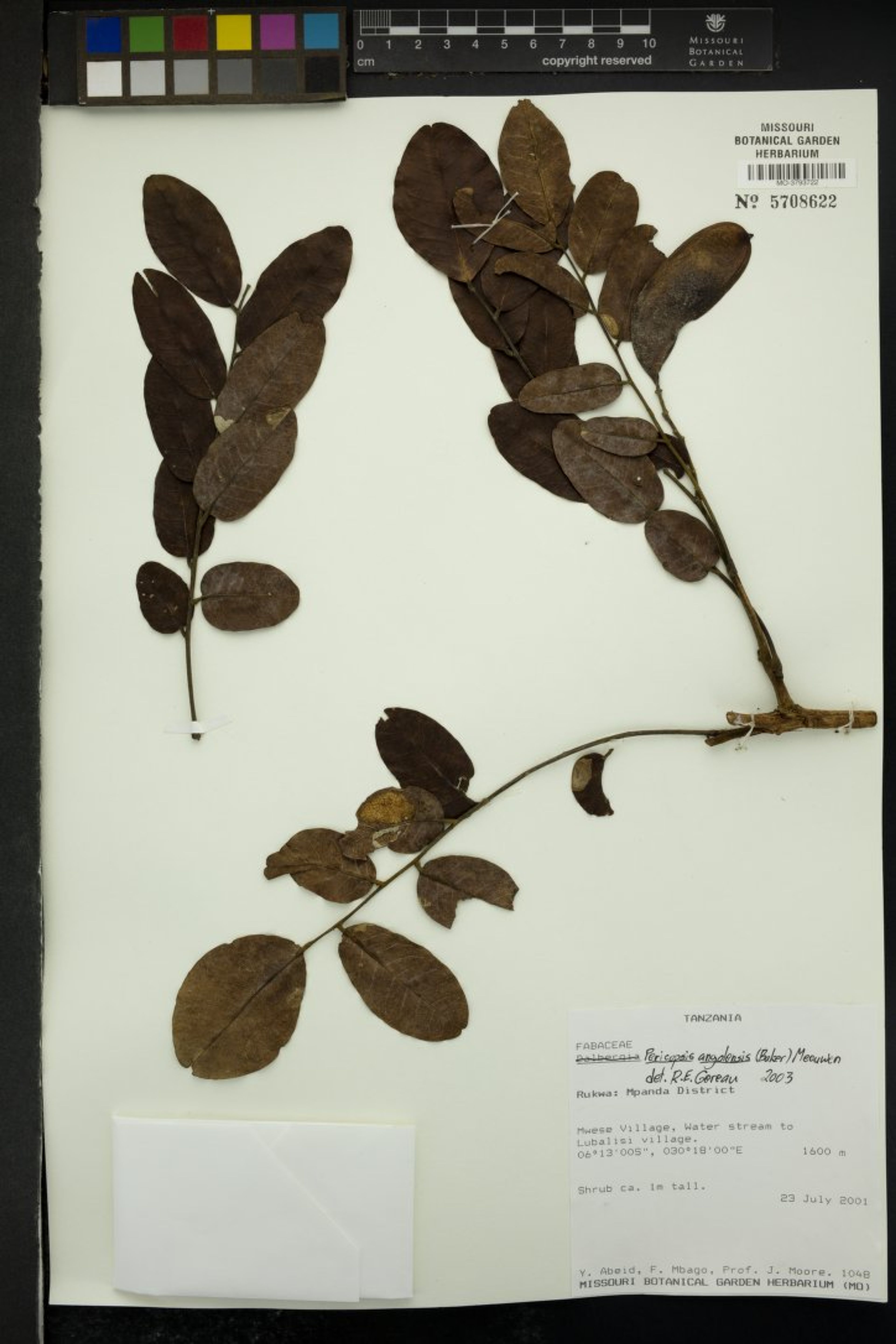 Pericopsis angolensis - 43