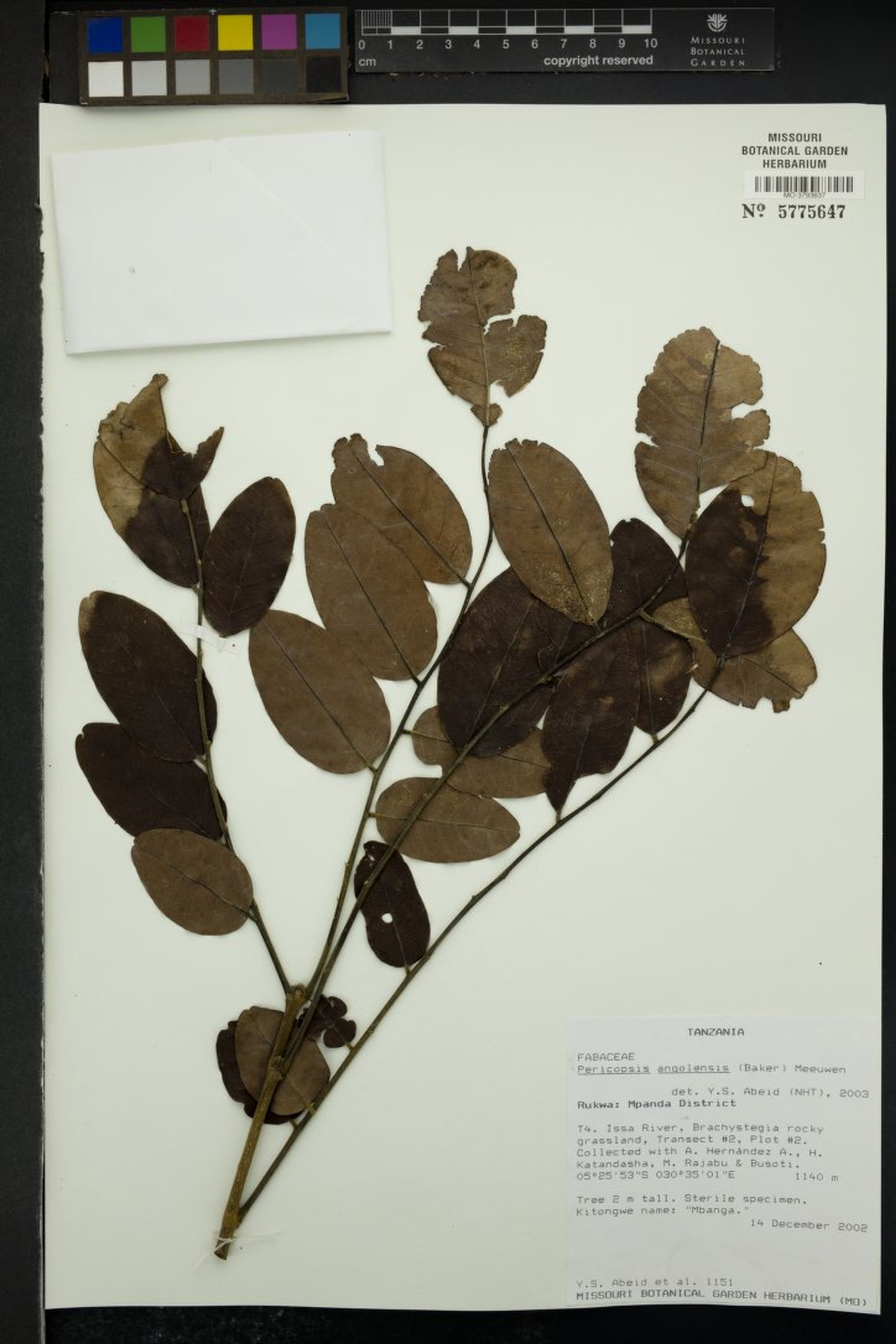 Pericopsis angolensis - 115