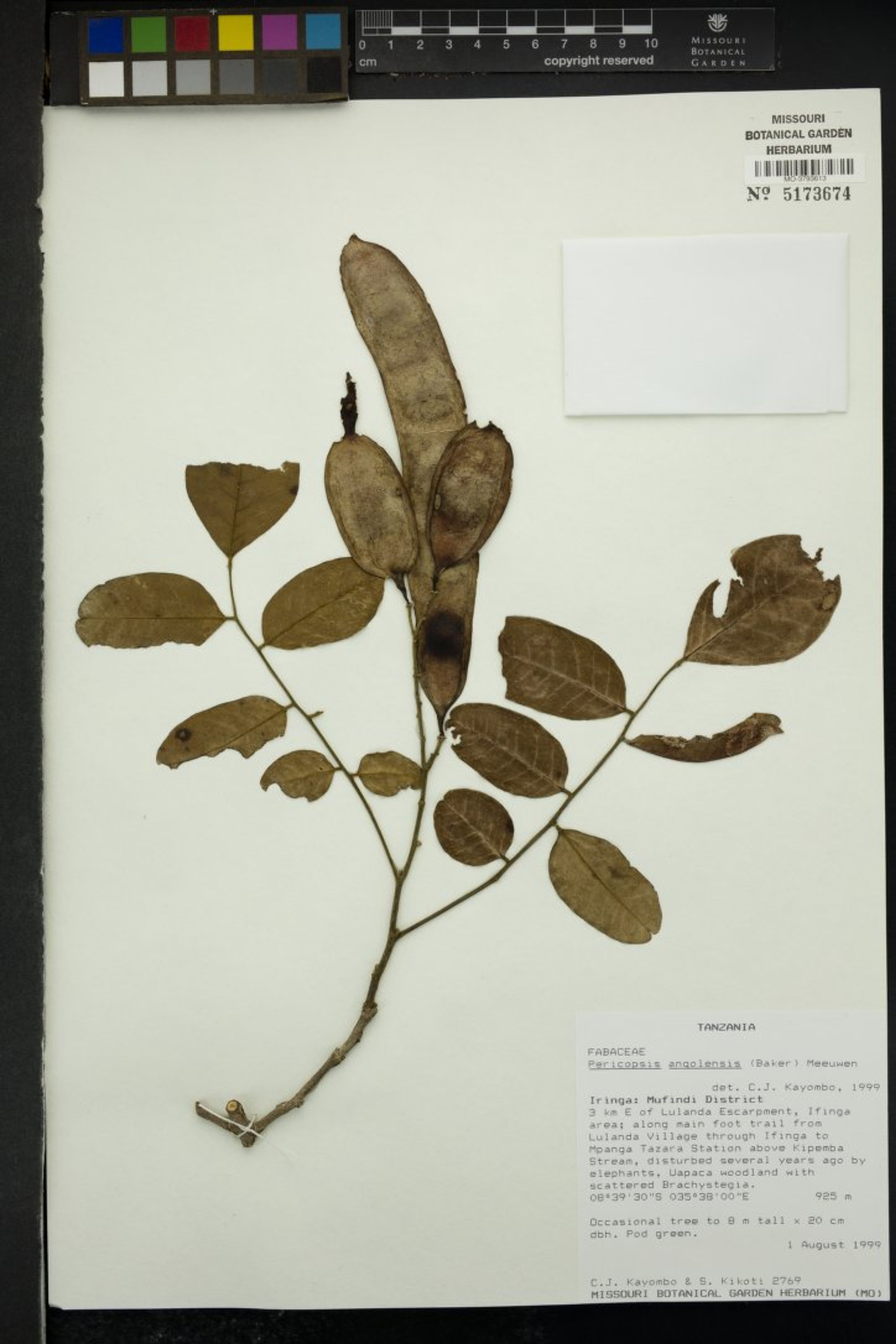 Pericopsis angolensis - 36