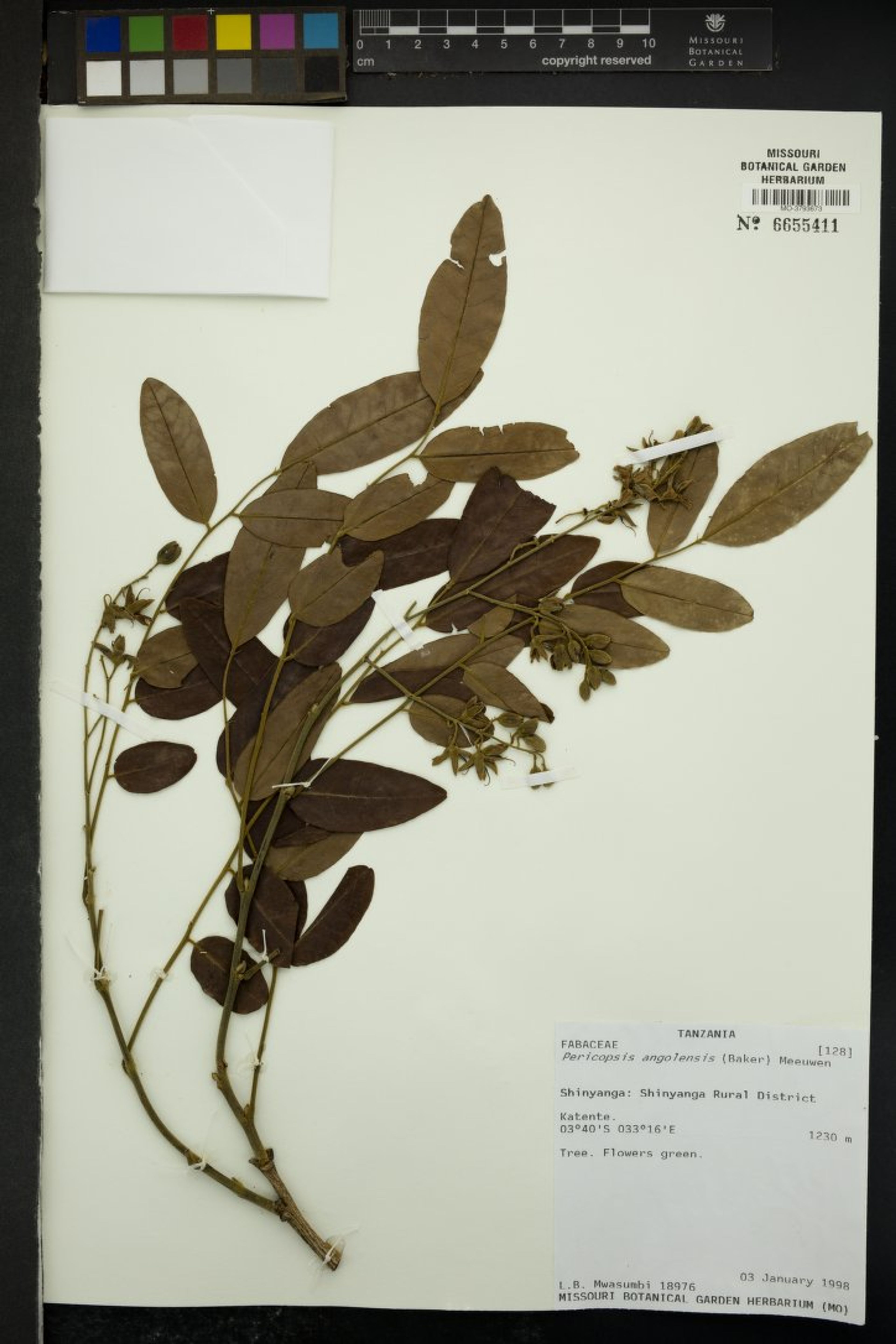 Pericopsis angolensis - 90
