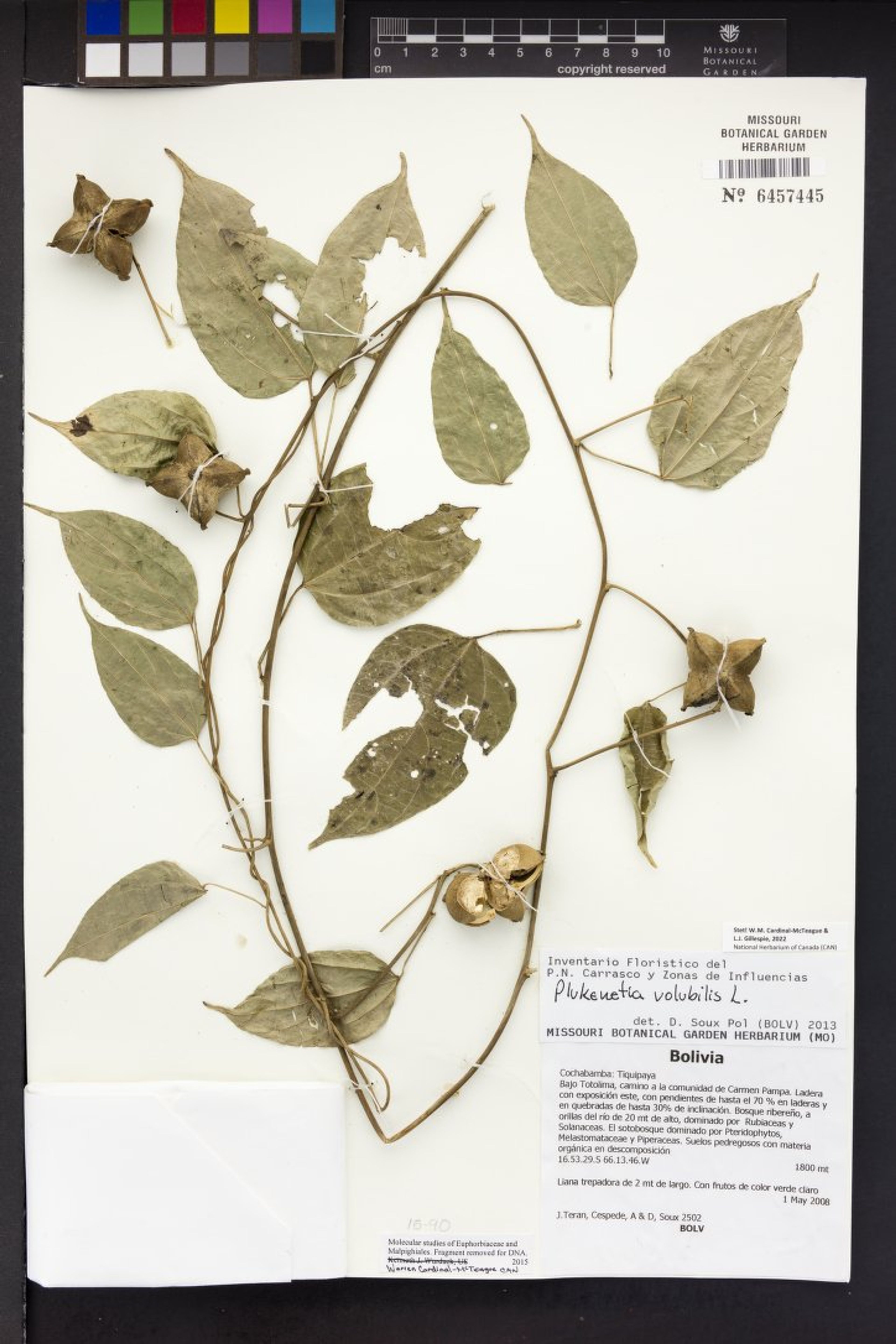 Plukenetia volubilis - 46