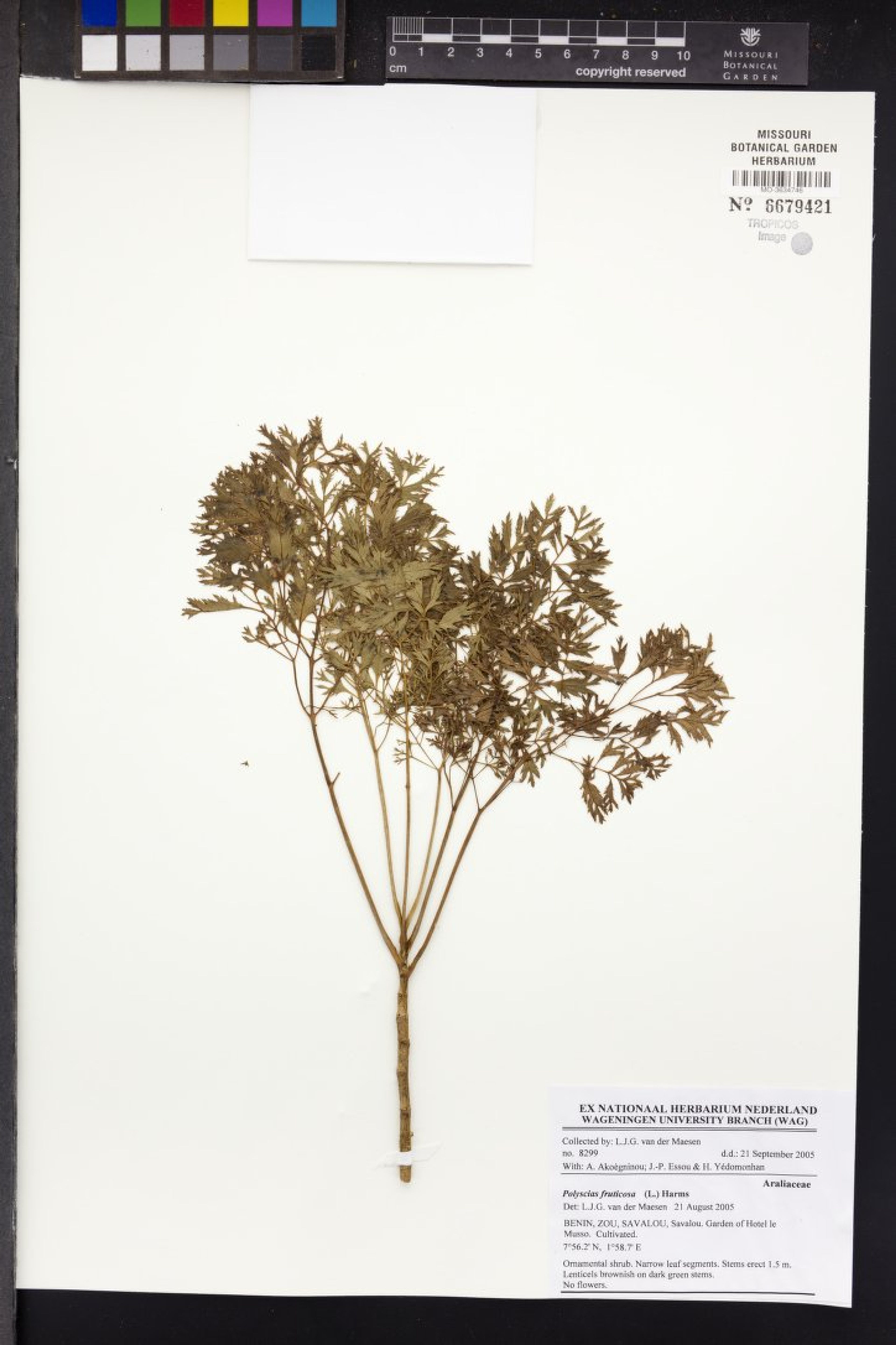 Polyscias fruticosa - 63
