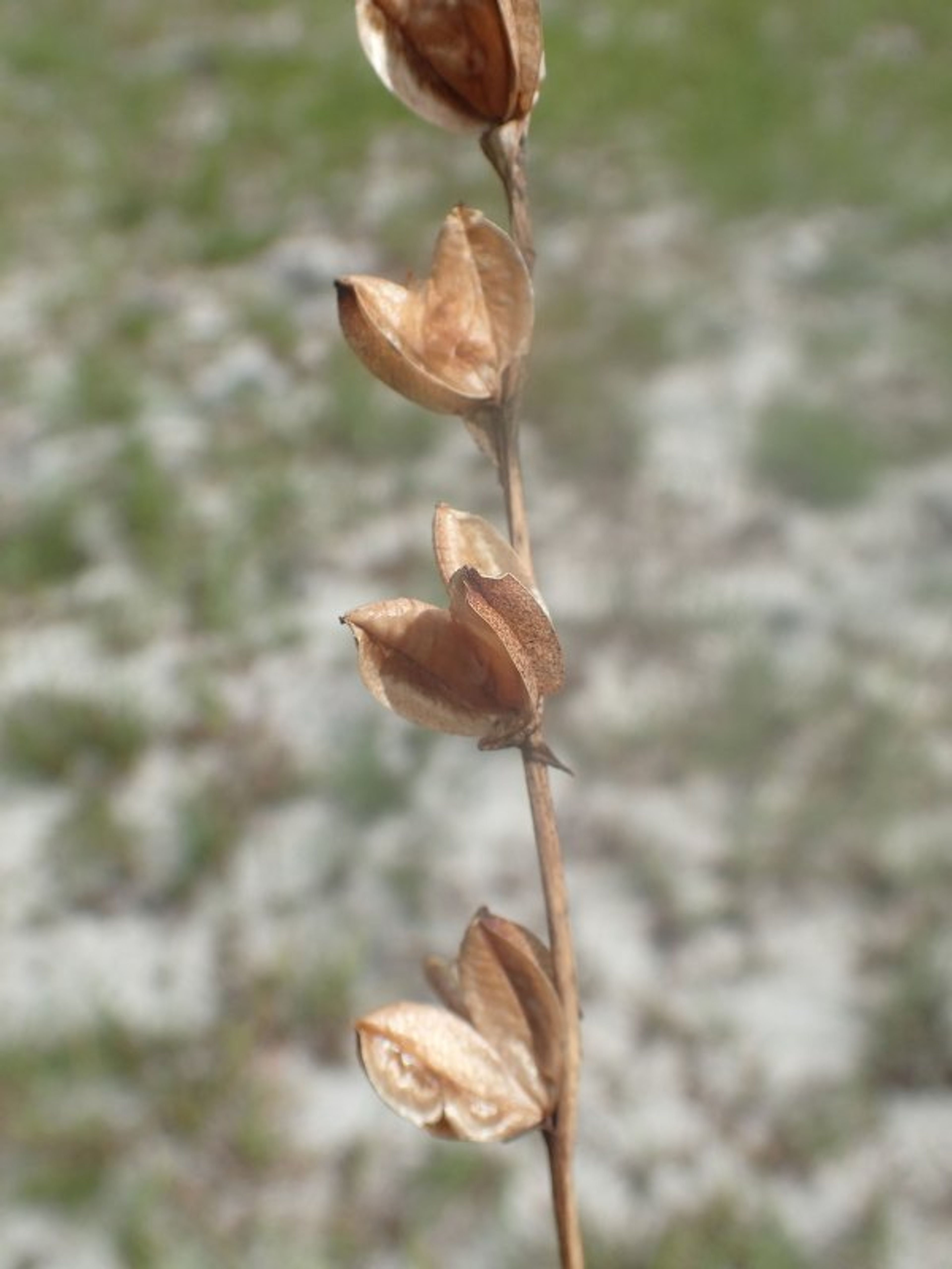 Gladiolus unguiculatus - 130