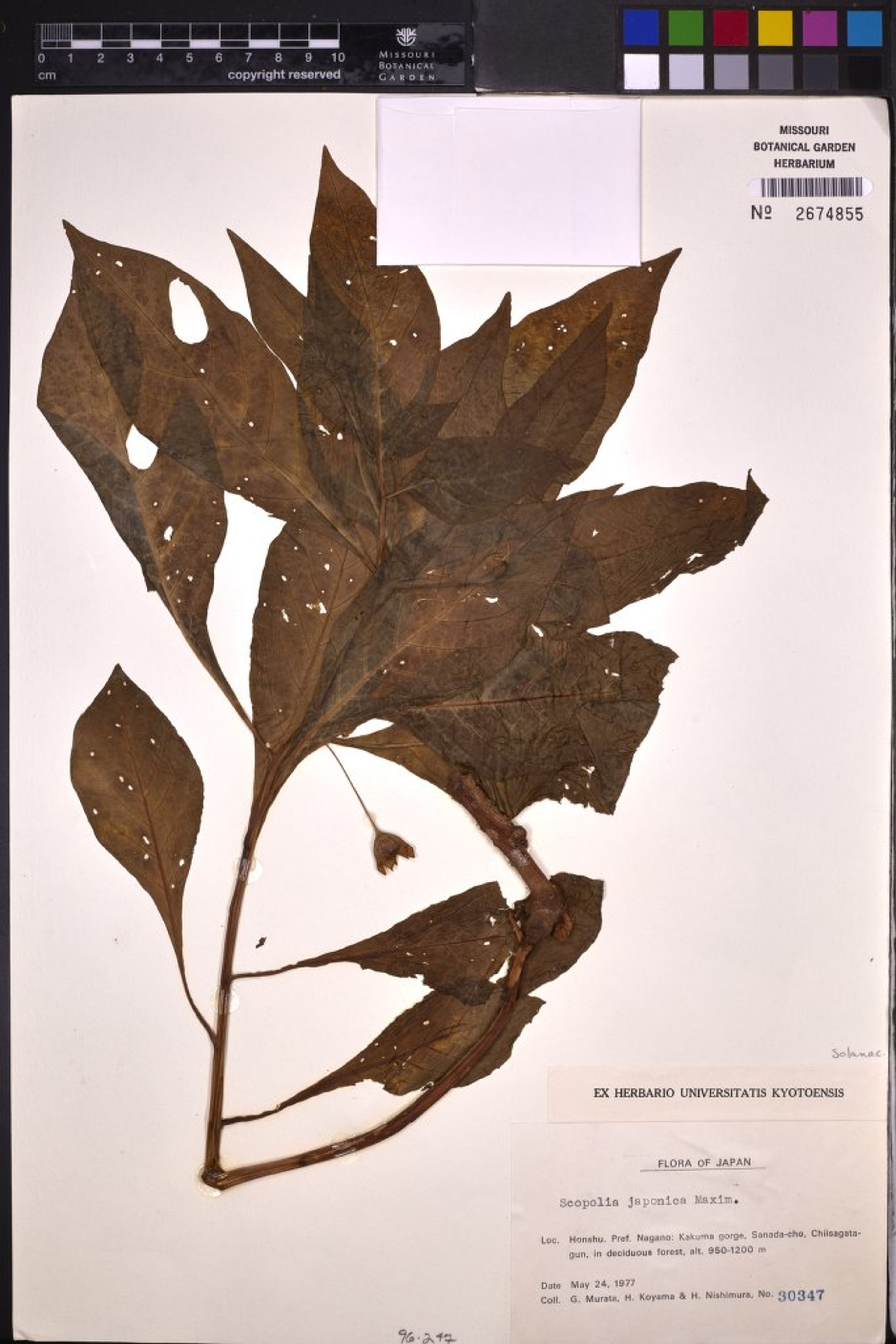 Scopolia japonica - 44