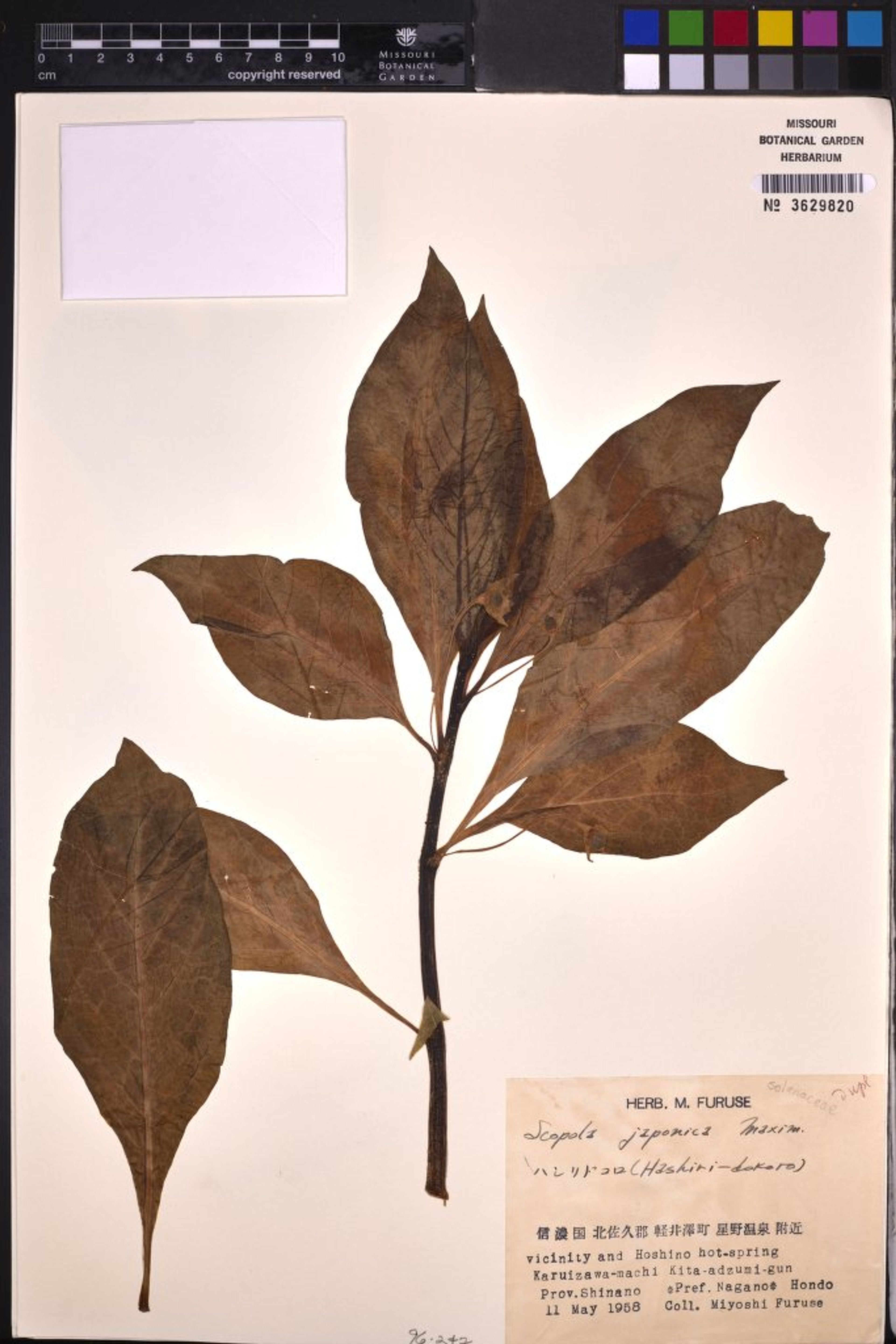 Scopolia japonica - 84