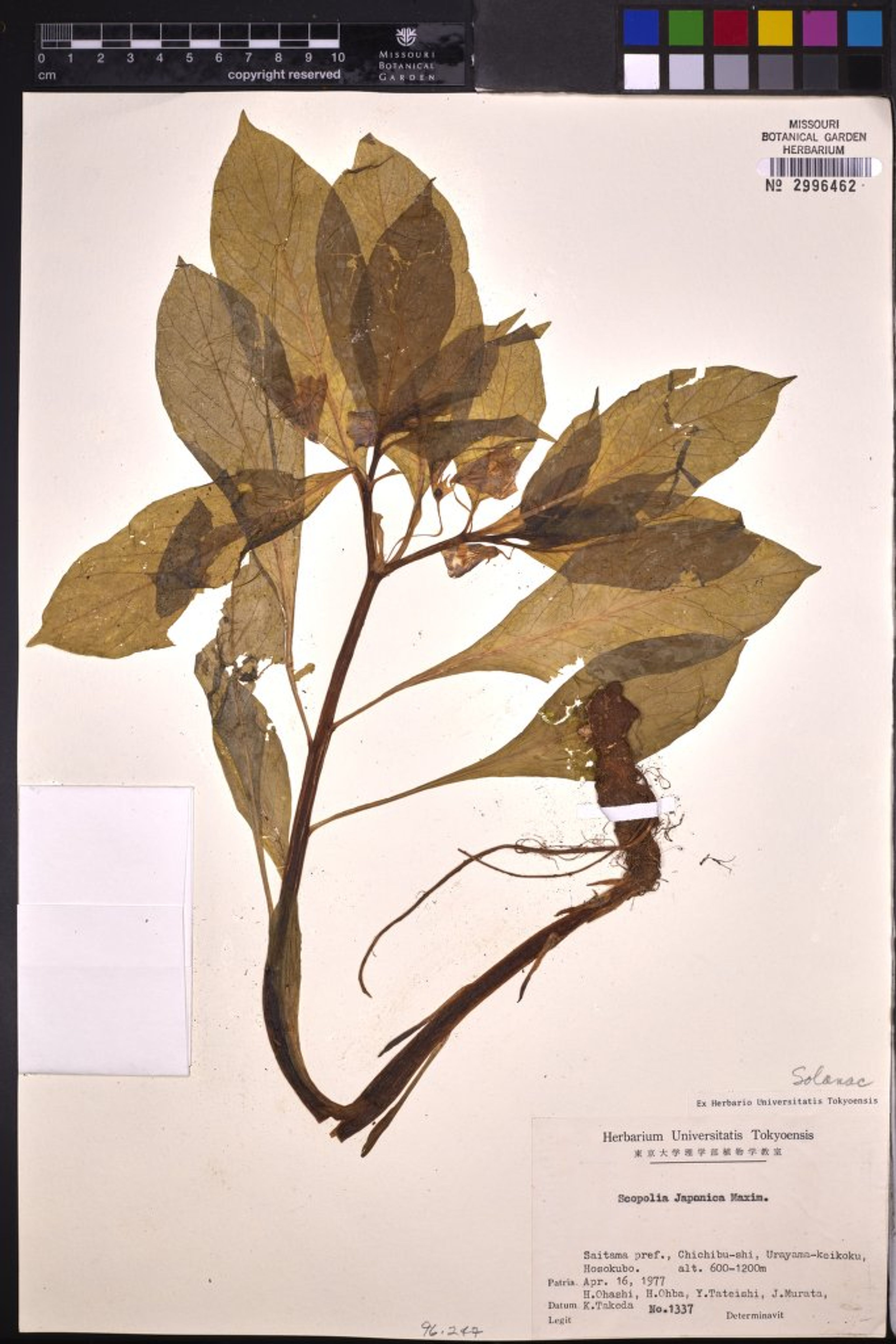 Scopolia japonica - 49