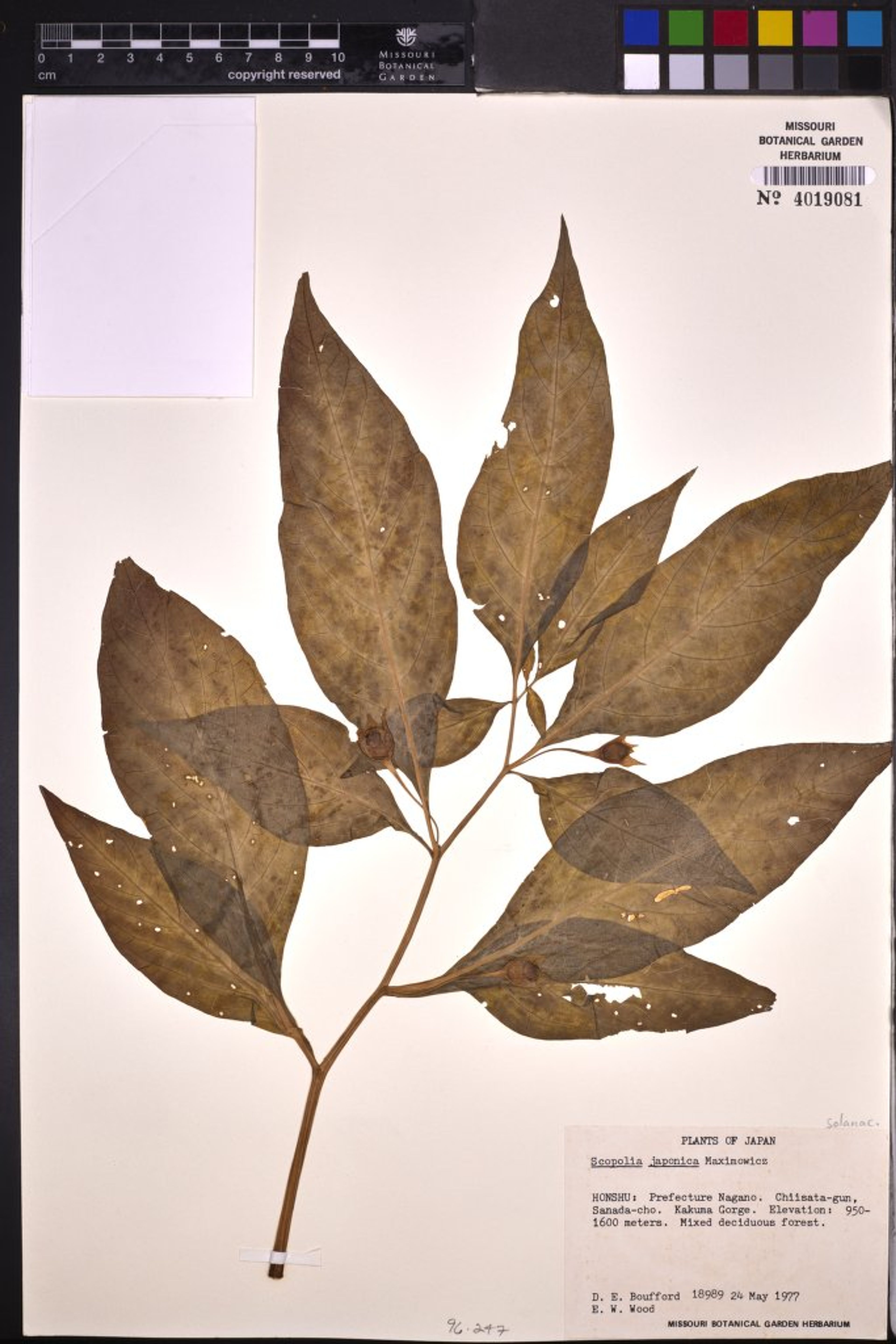 Scopolia japonica - 26