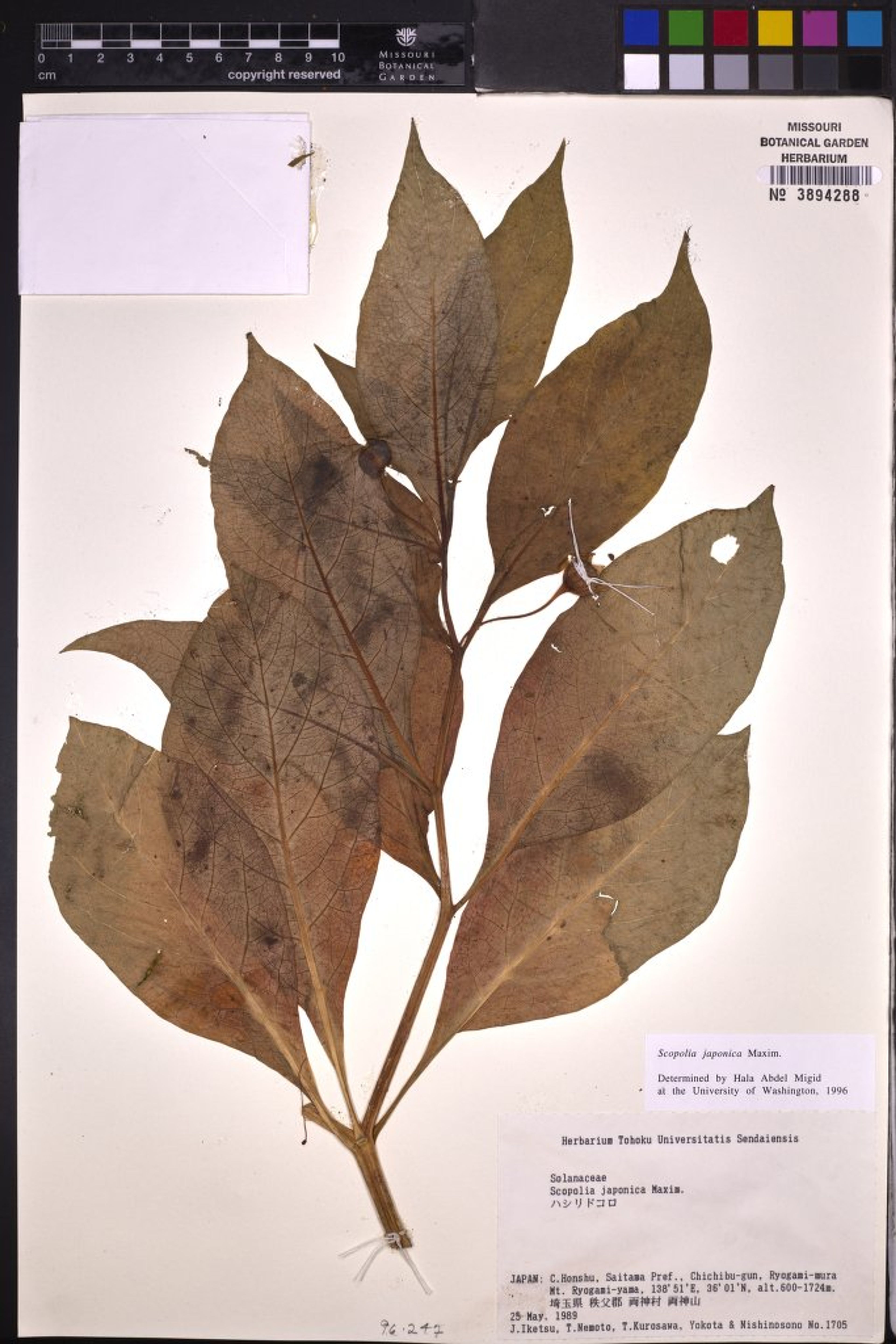 Scopolia japonica - 41