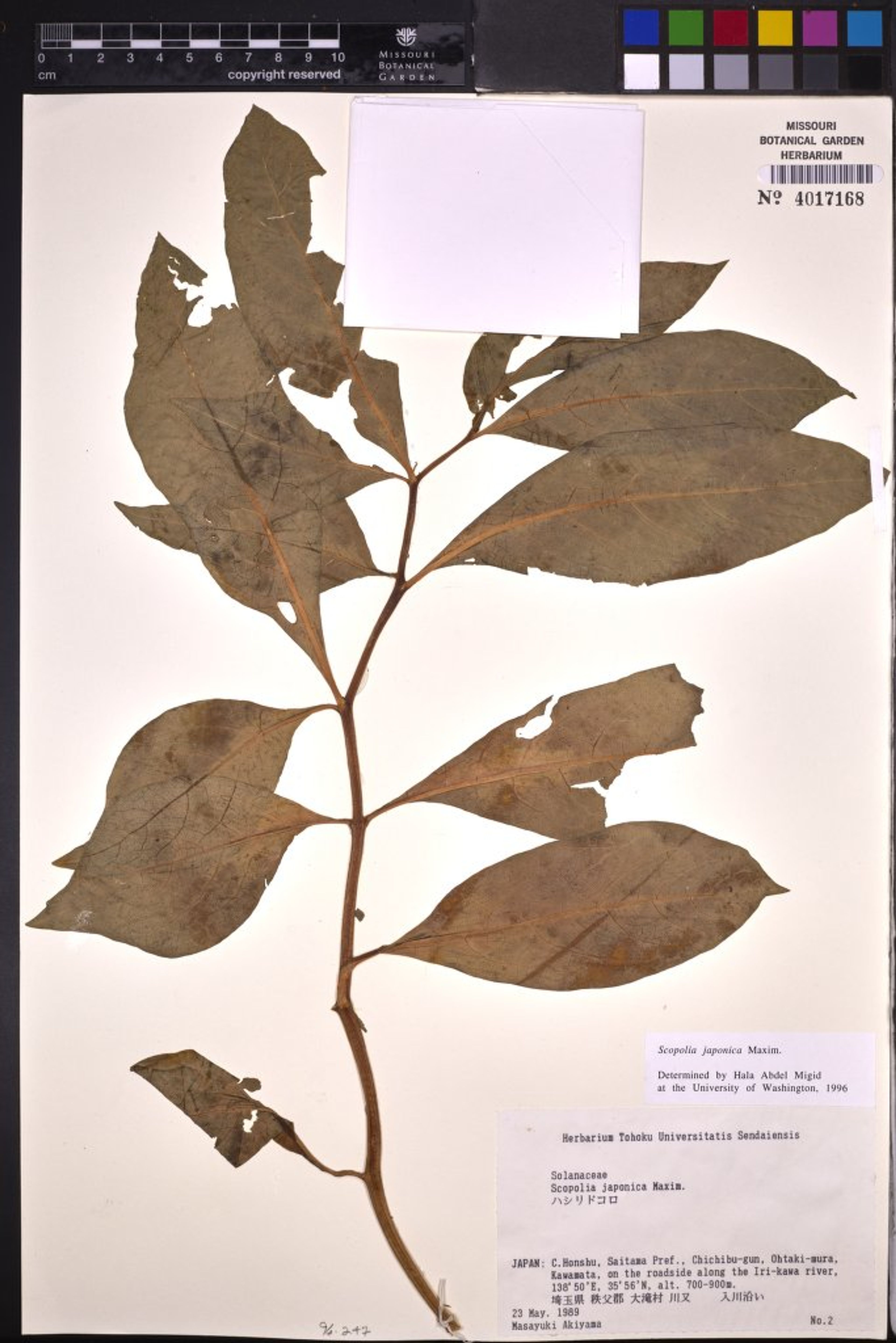 Scopolia japonica - 52
