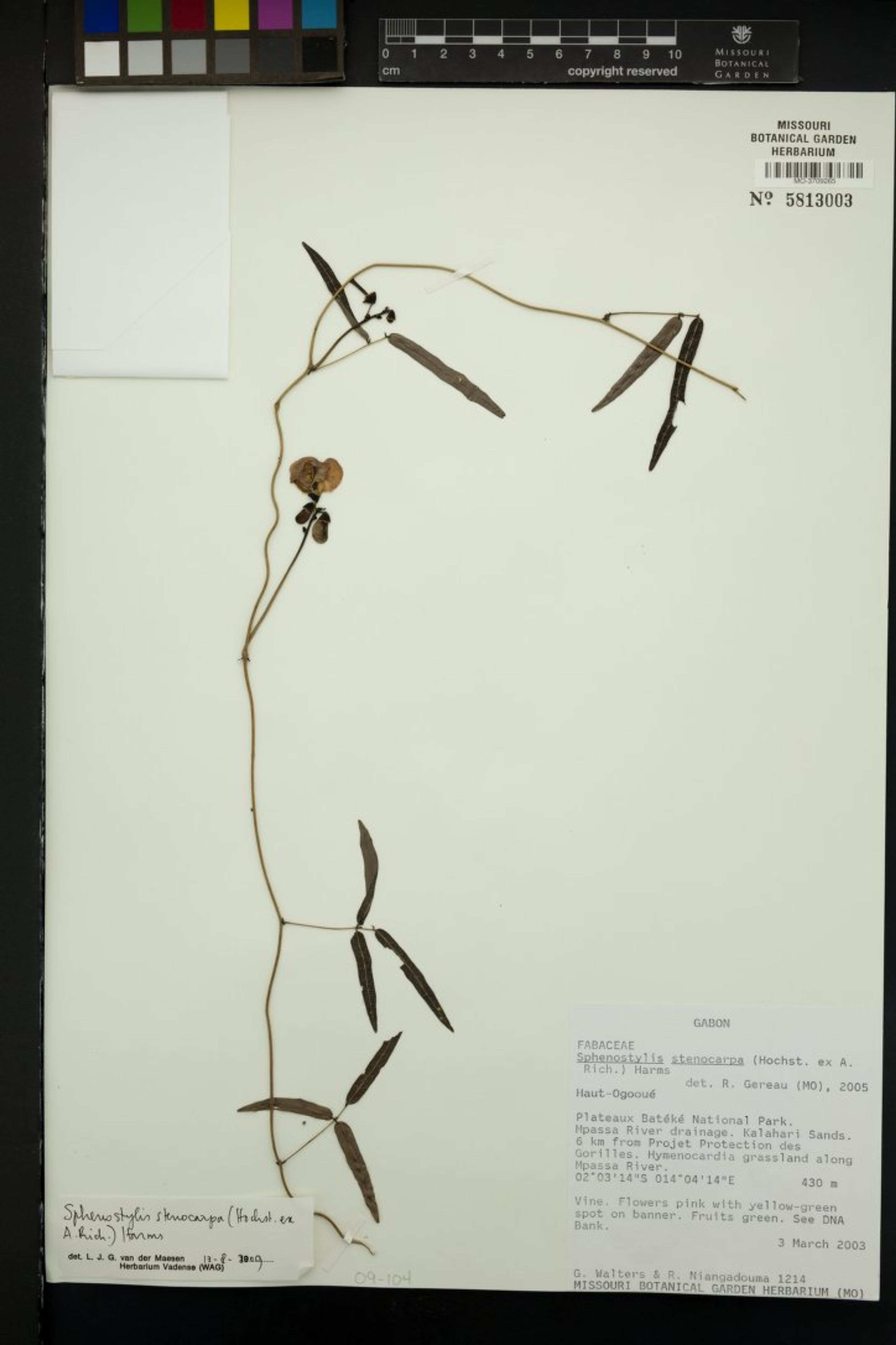 Sphenostylis stenocarpa - 60
