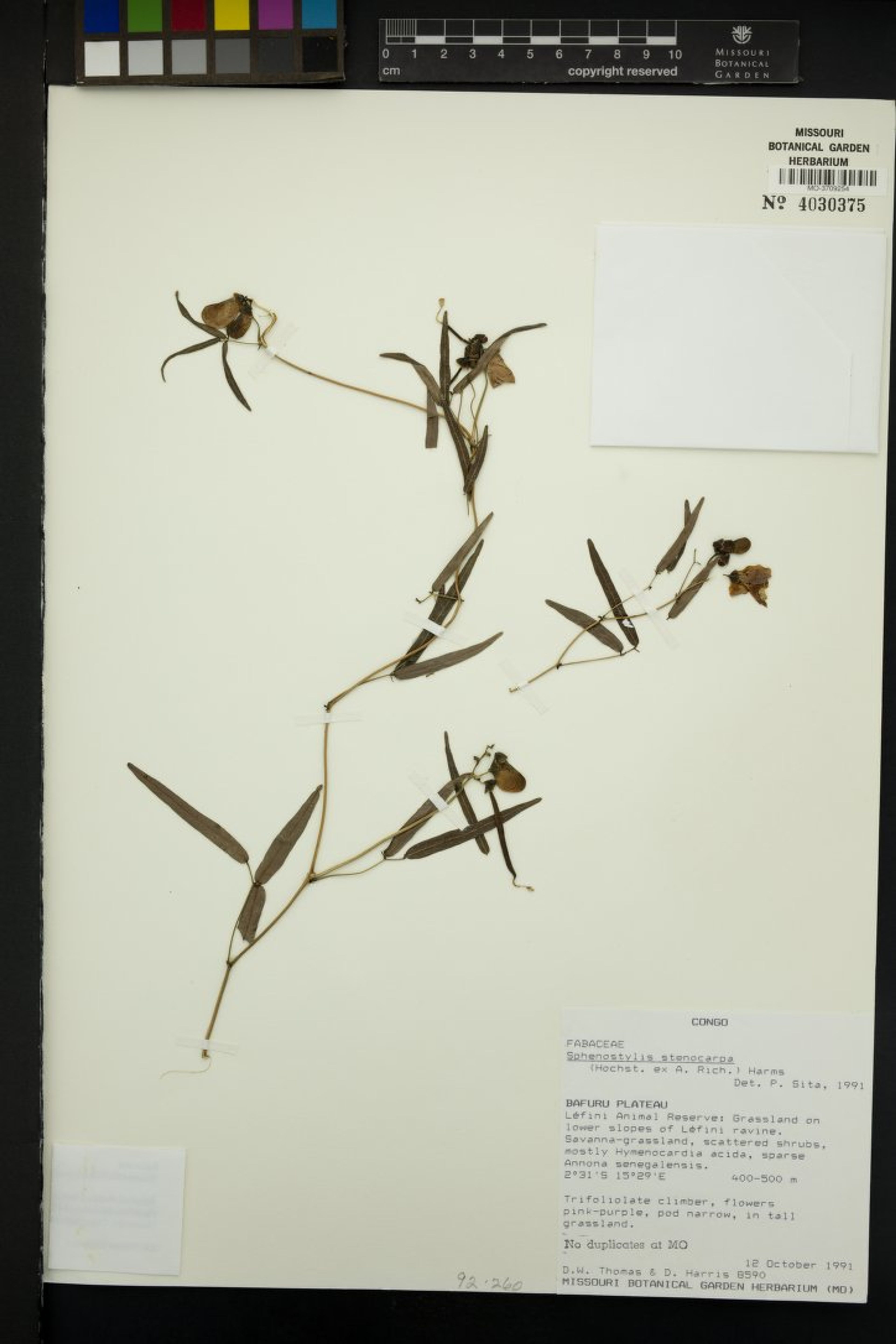 Sphenostylis stenocarpa - 75