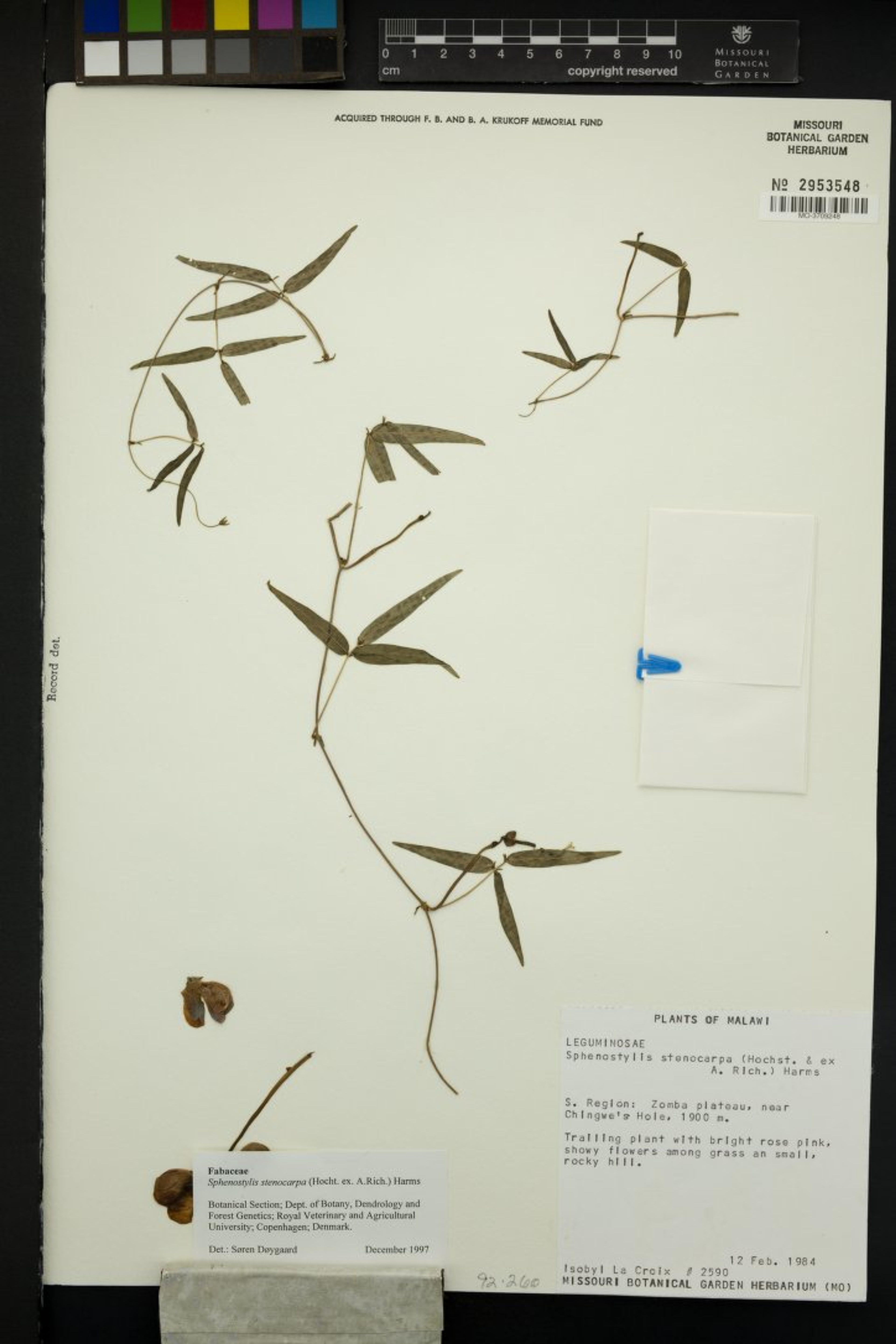 Sphenostylis stenocarpa - 34
