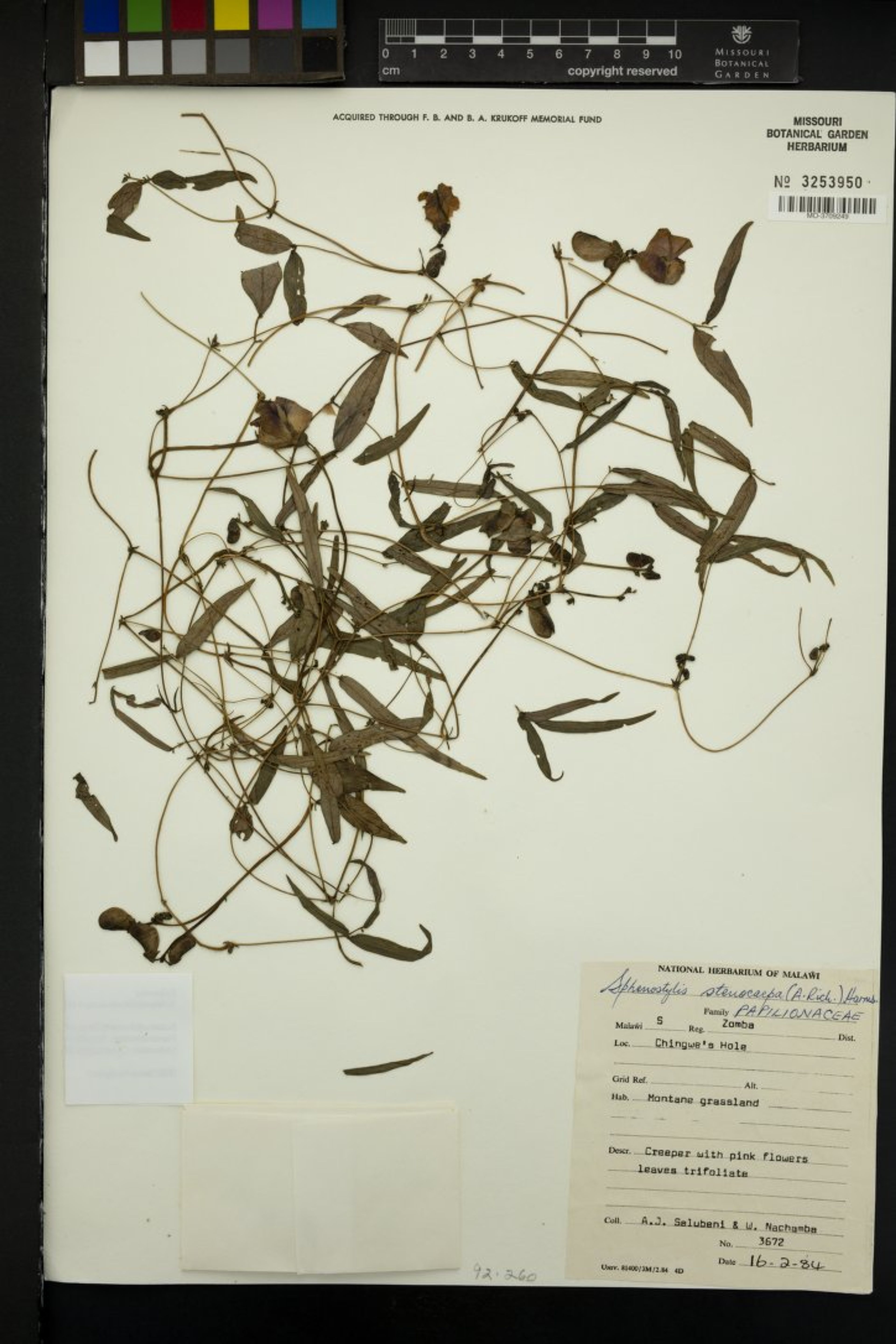 Sphenostylis stenocarpa - 58