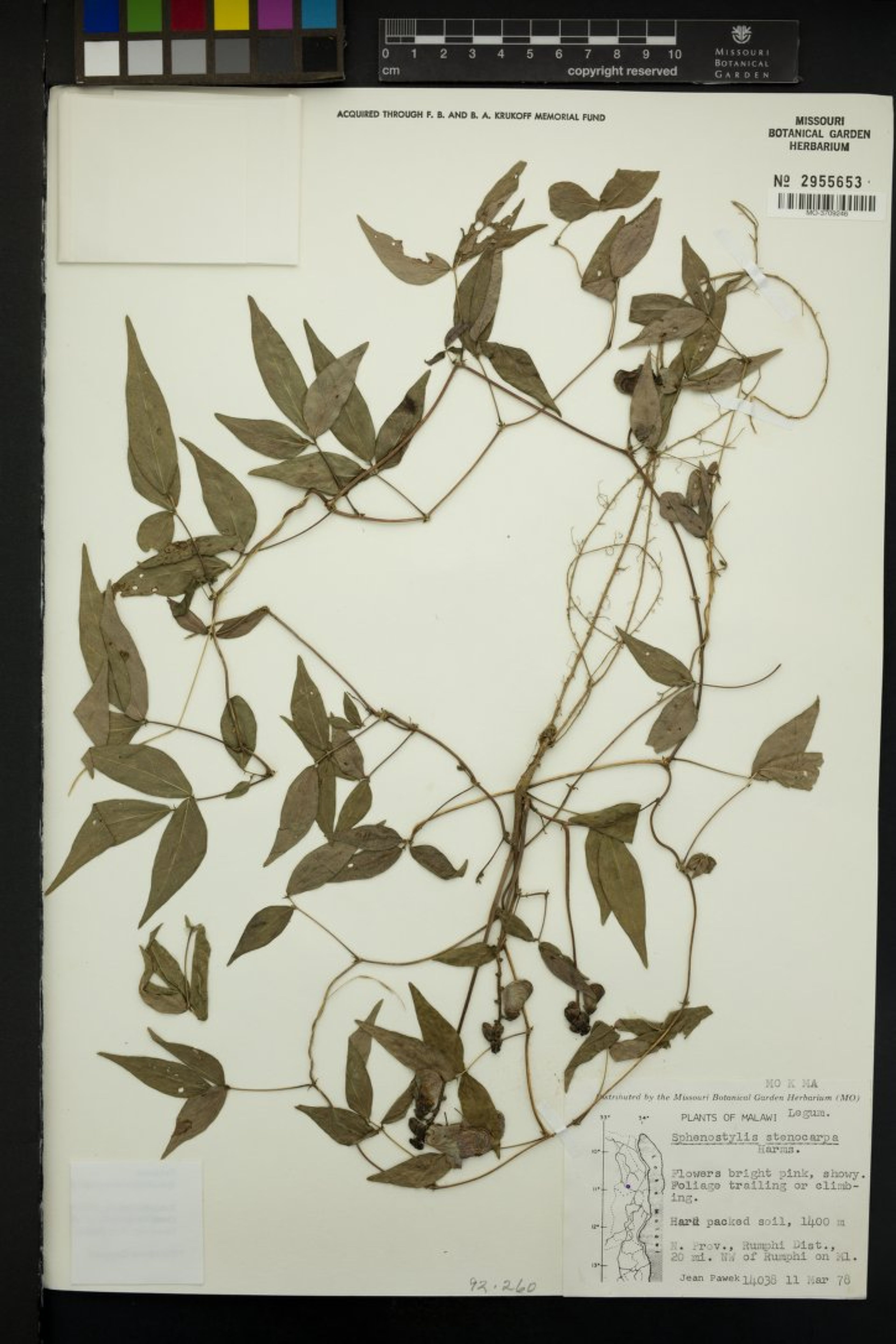 Sphenostylis stenocarpa - 33