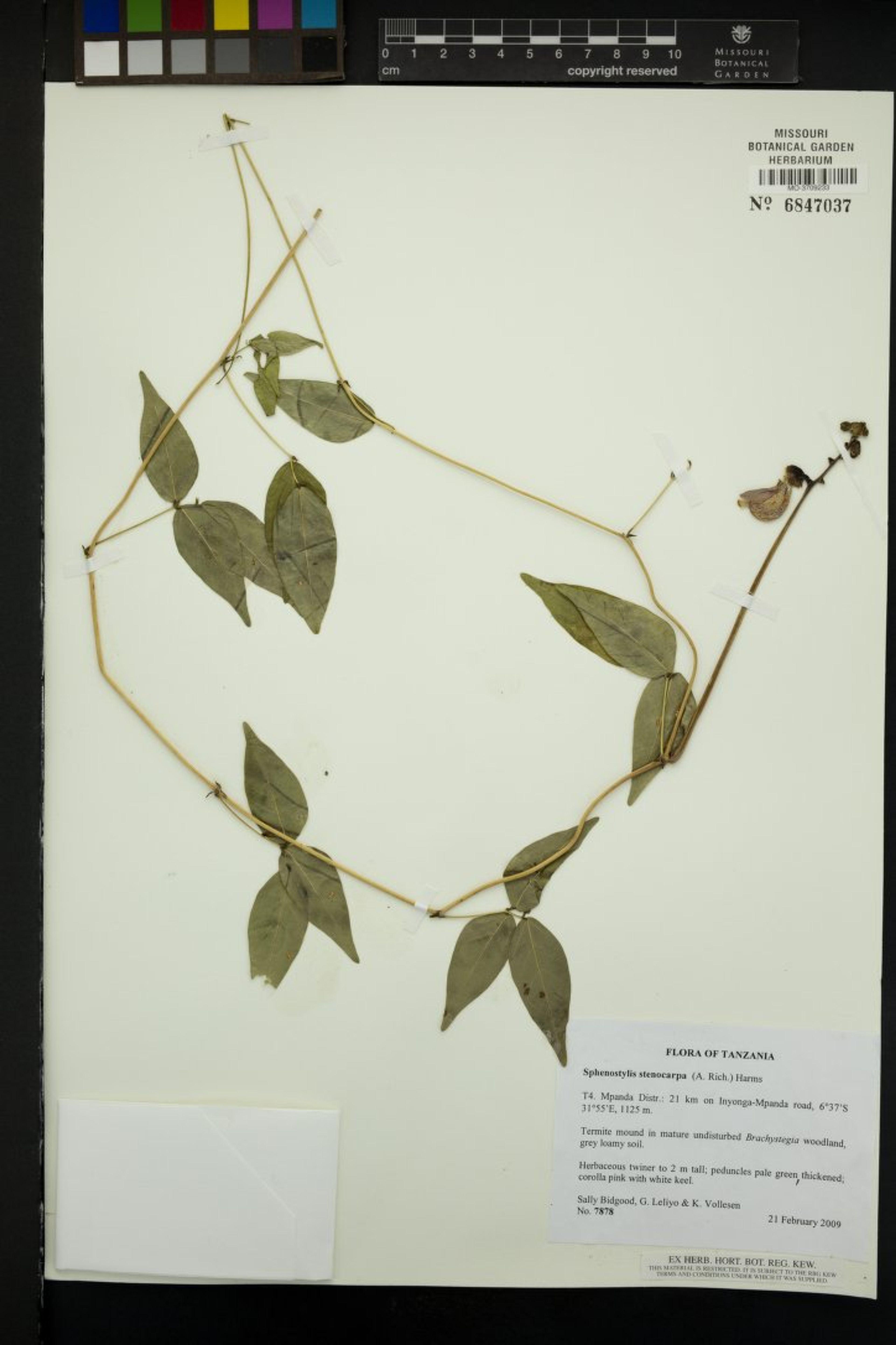 Sphenostylis stenocarpa - 73