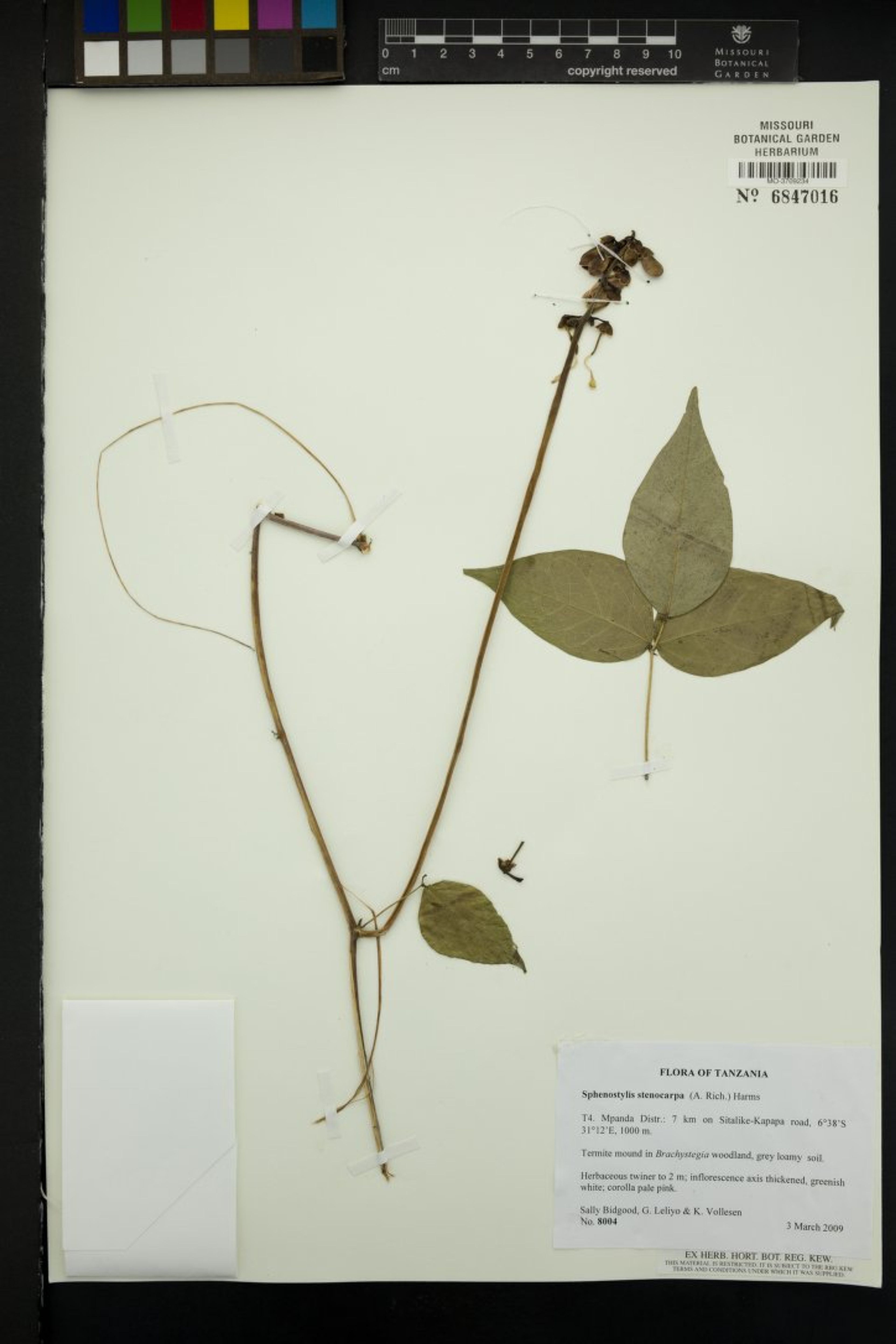 Sphenostylis stenocarpa - 66