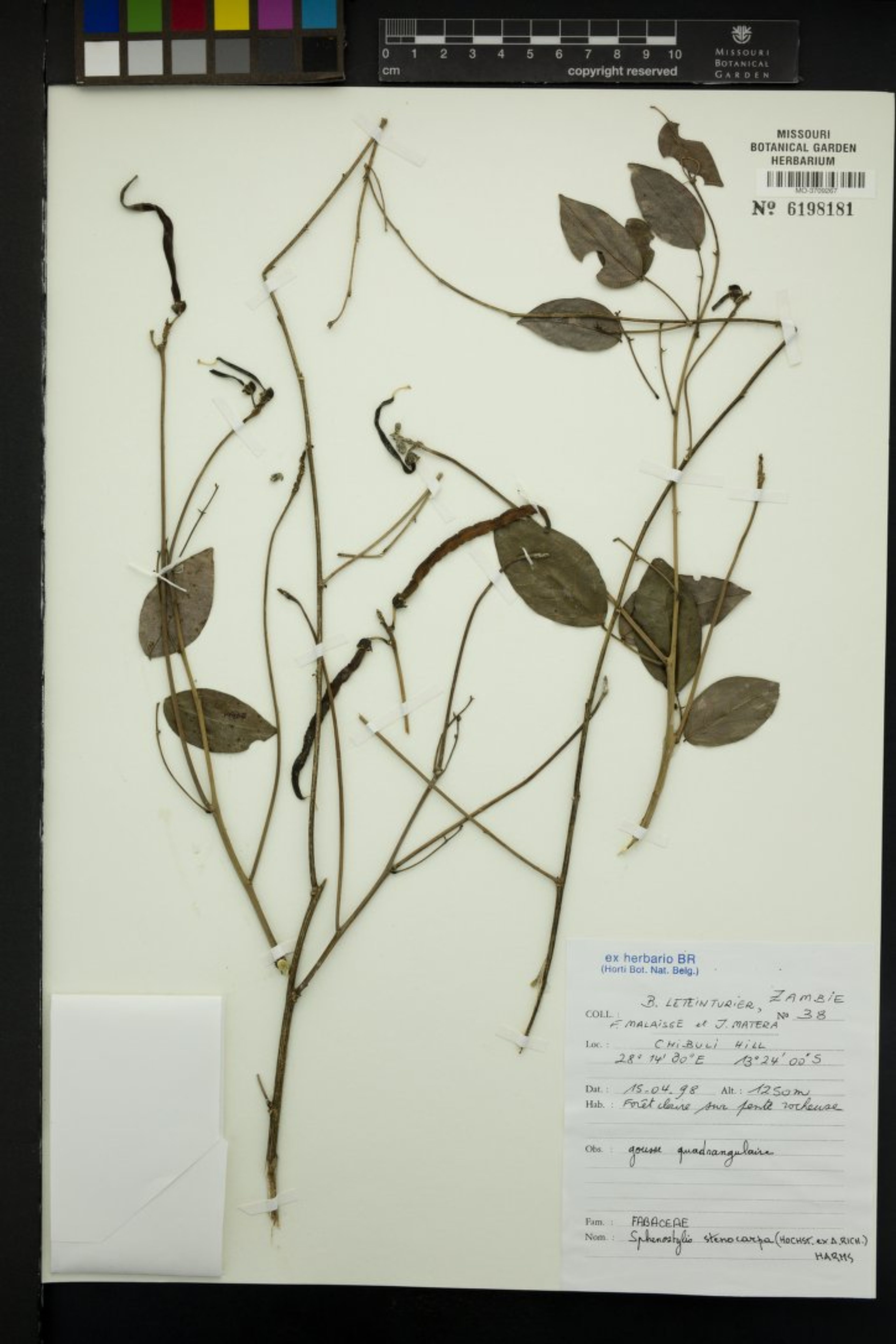 Sphenostylis stenocarpa - 12