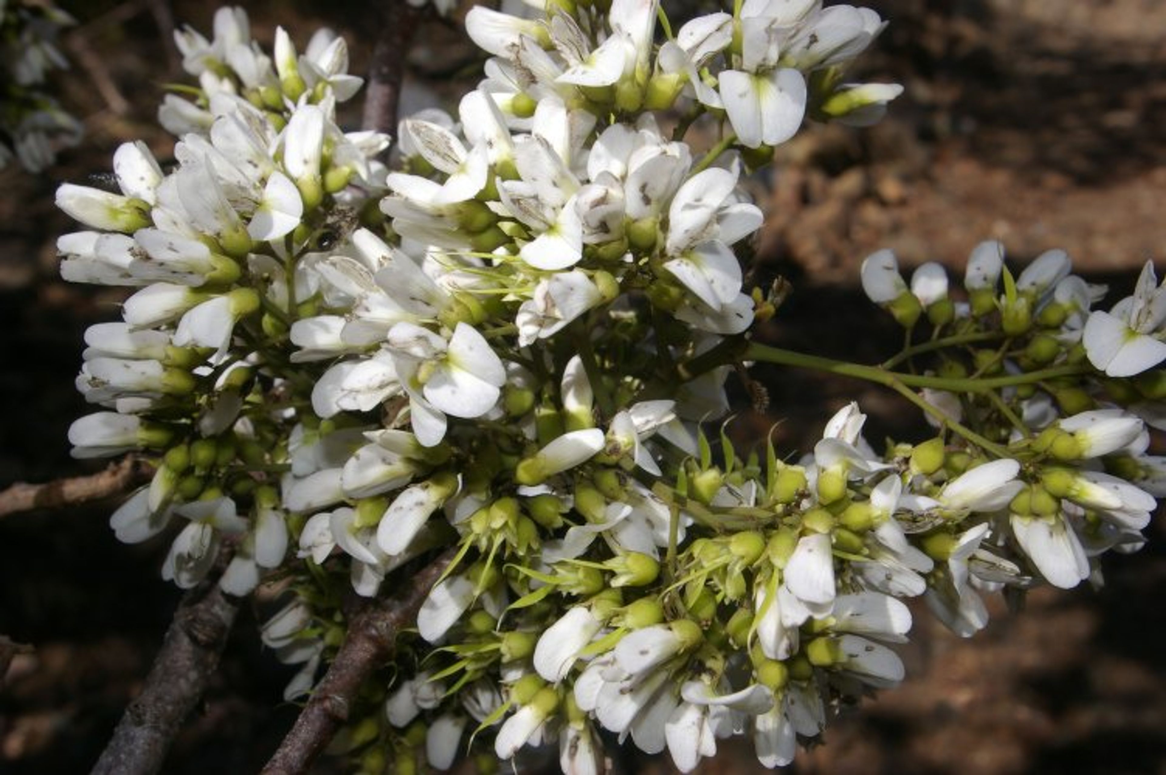 Dalbergia retusa - 115