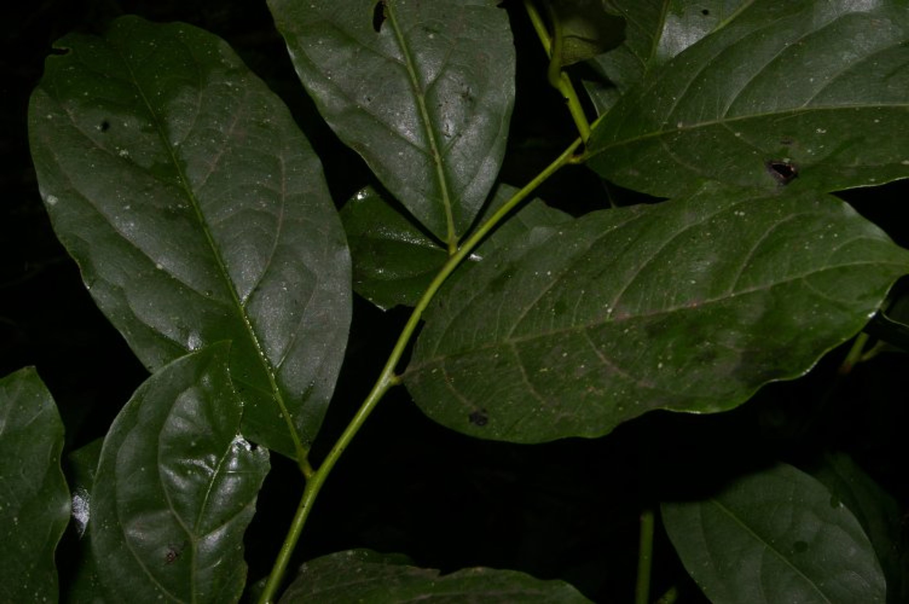 Diospyros digyna - 12