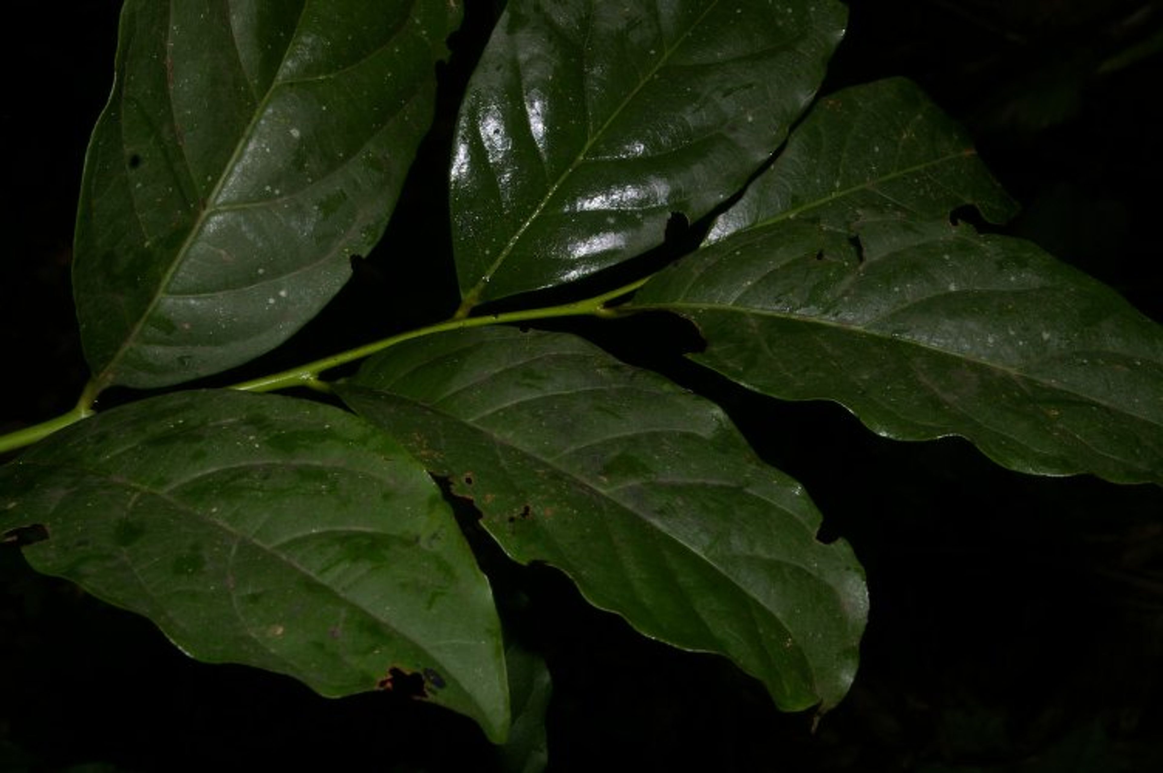 Diospyros digyna - 27