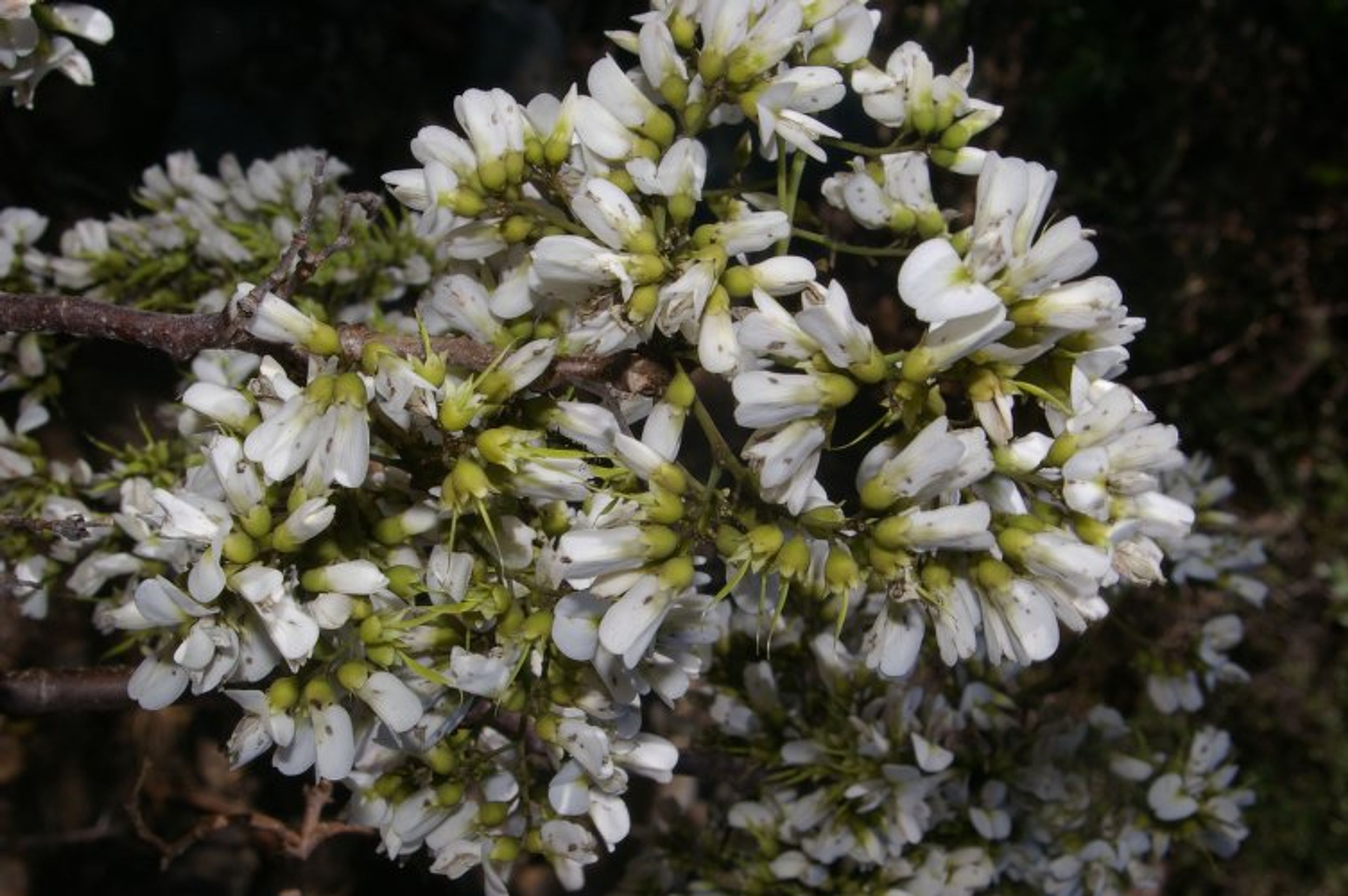 Dalbergia retusa - 146
