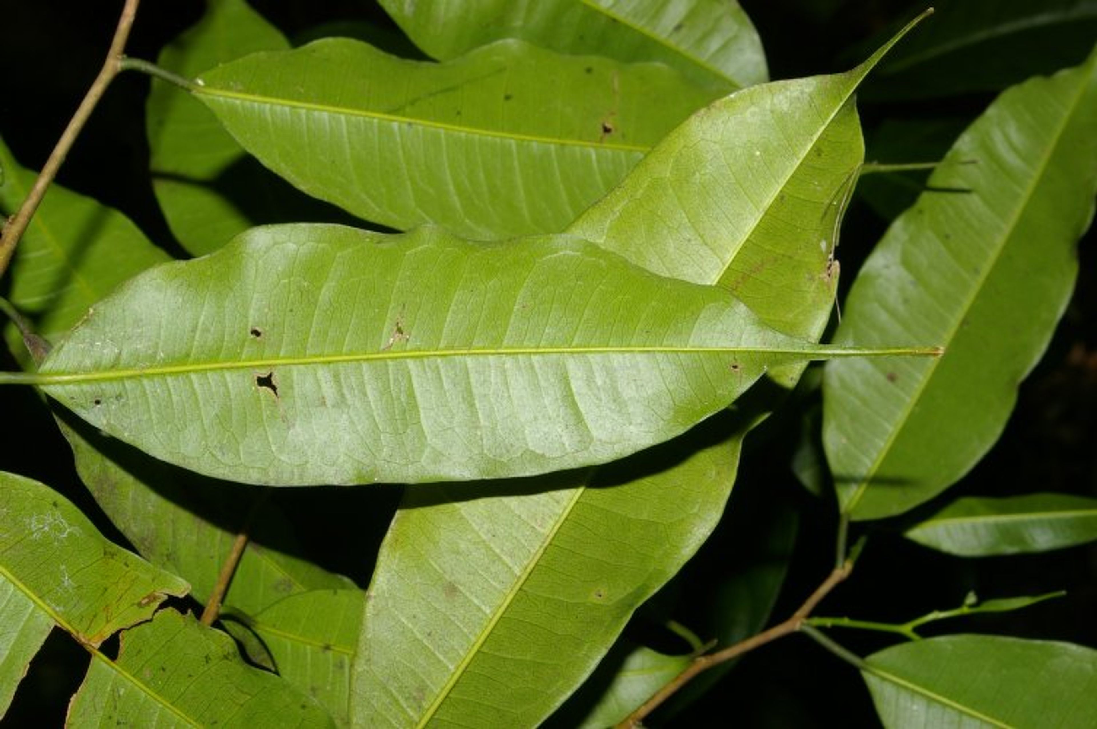 Clarisia racemosa - 81