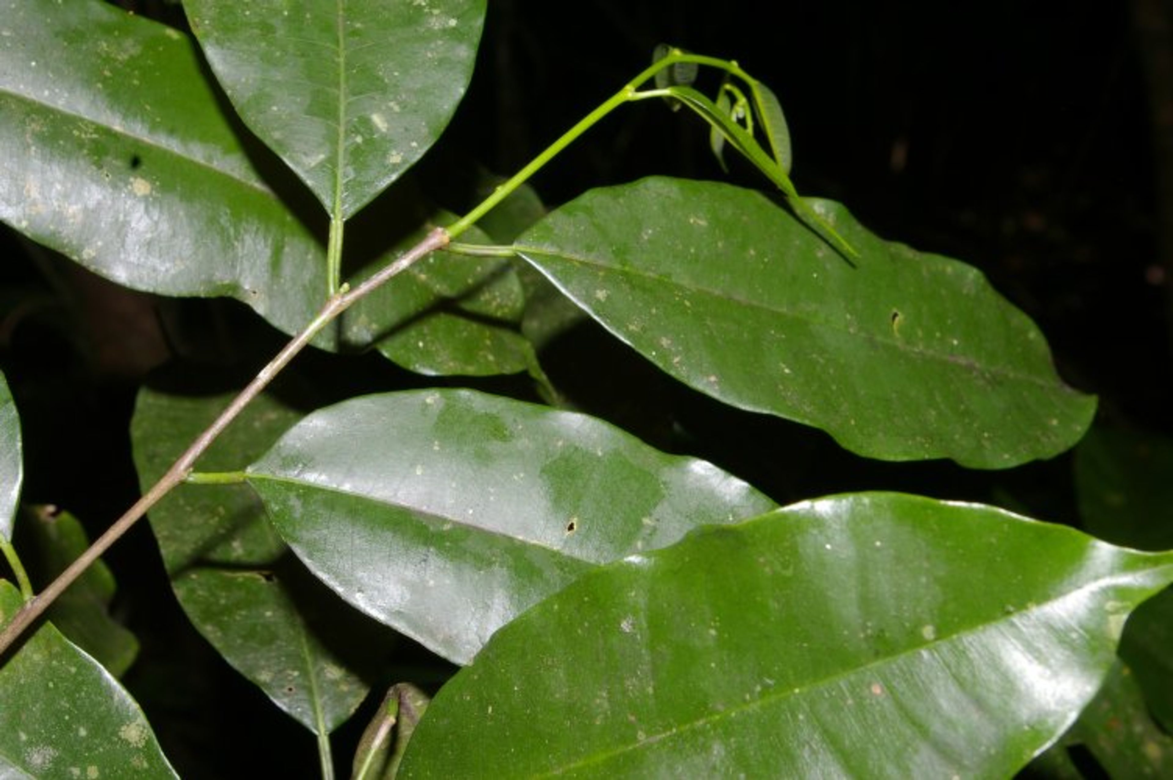 Clarisia racemosa - 27
