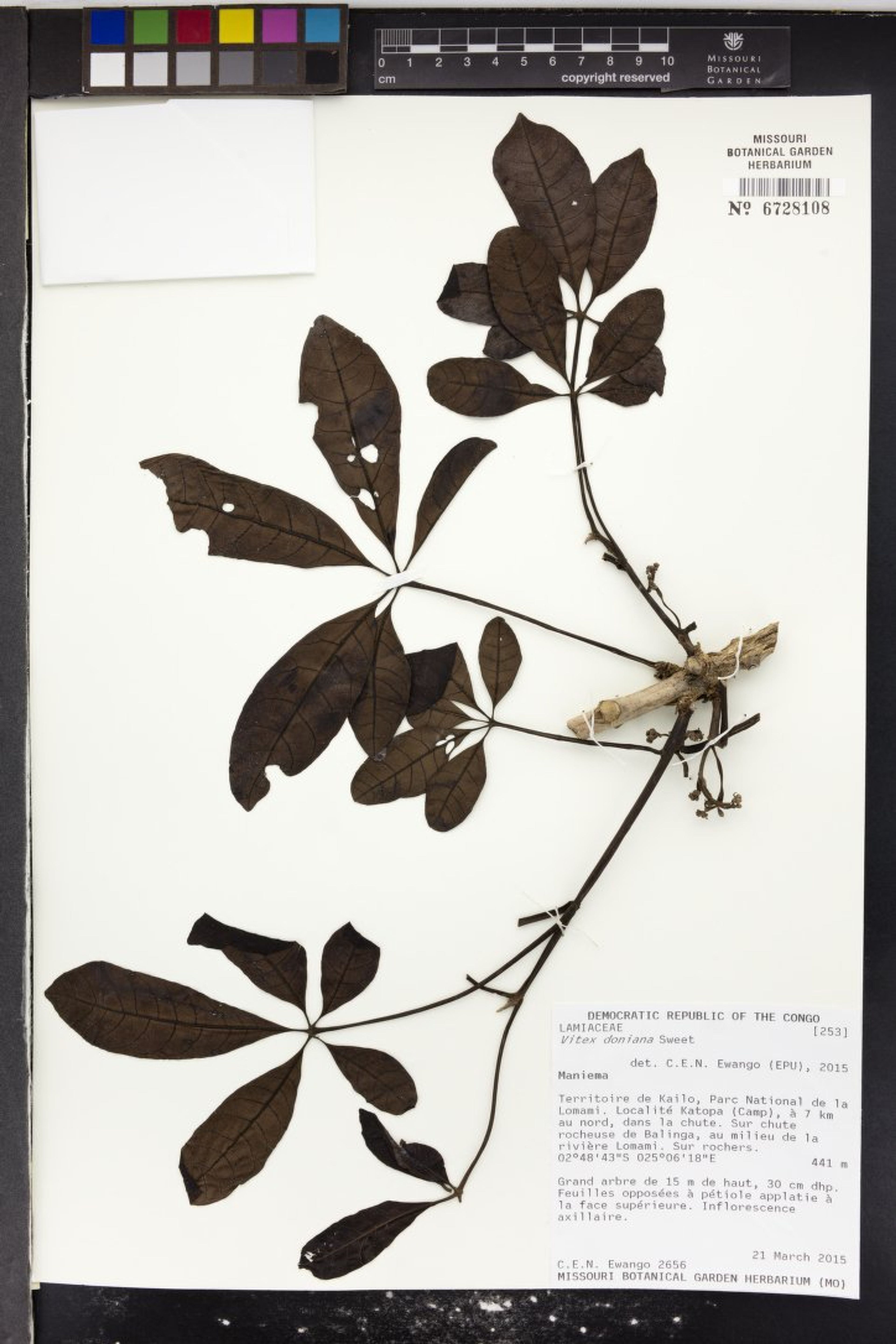 Vitex doniana - 24
