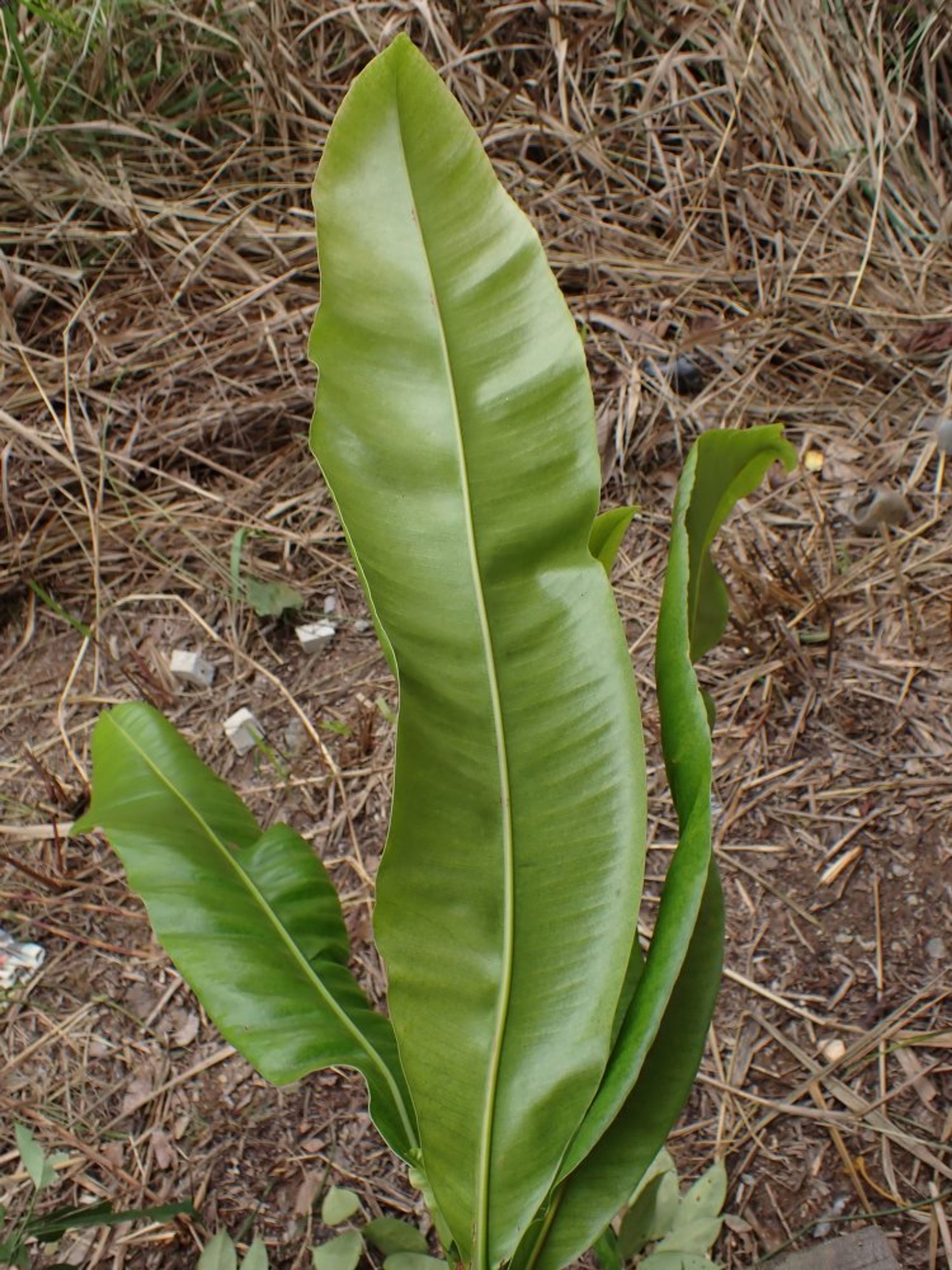 Lophira alata - 1
