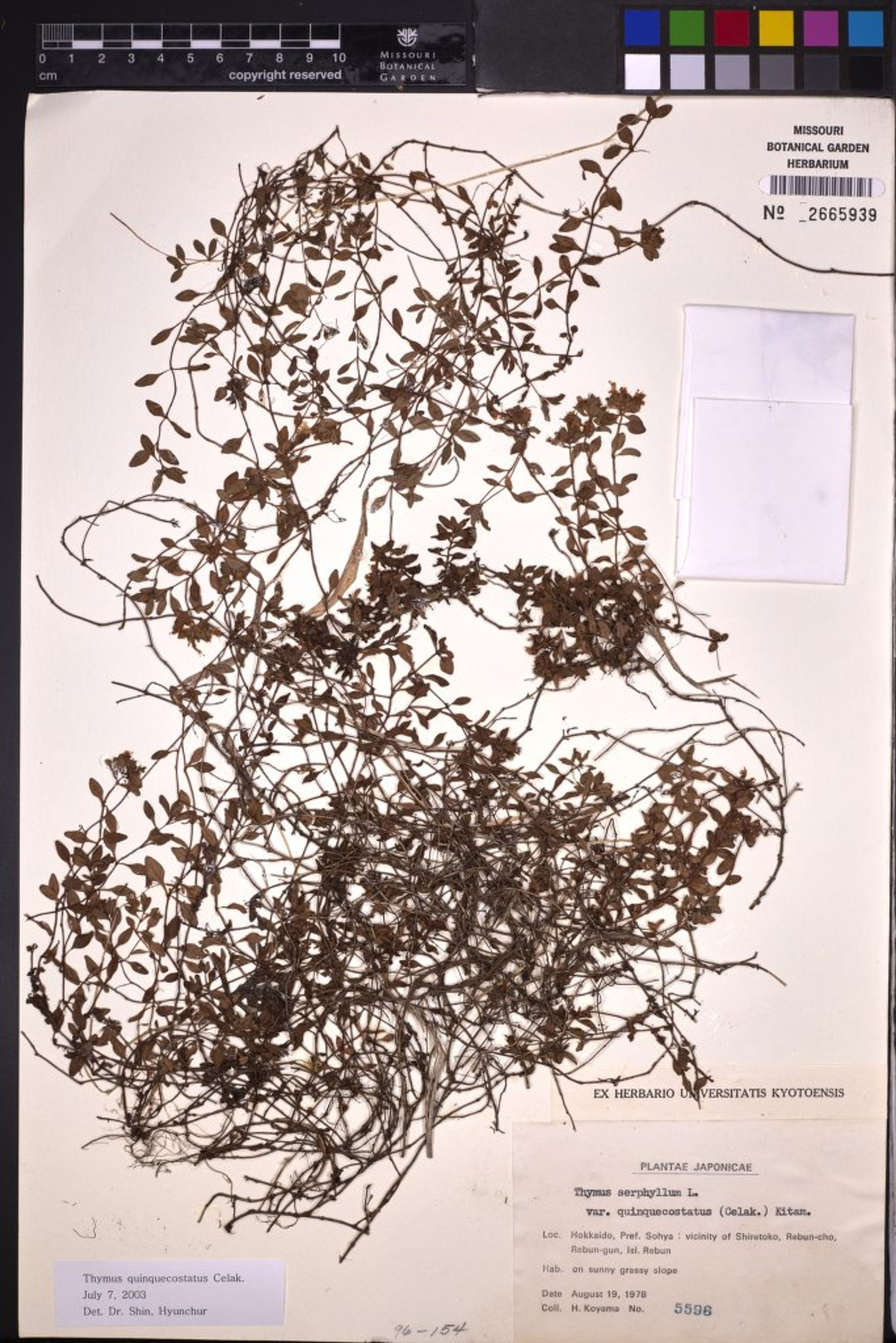 Thymus quinquecostatus - 30