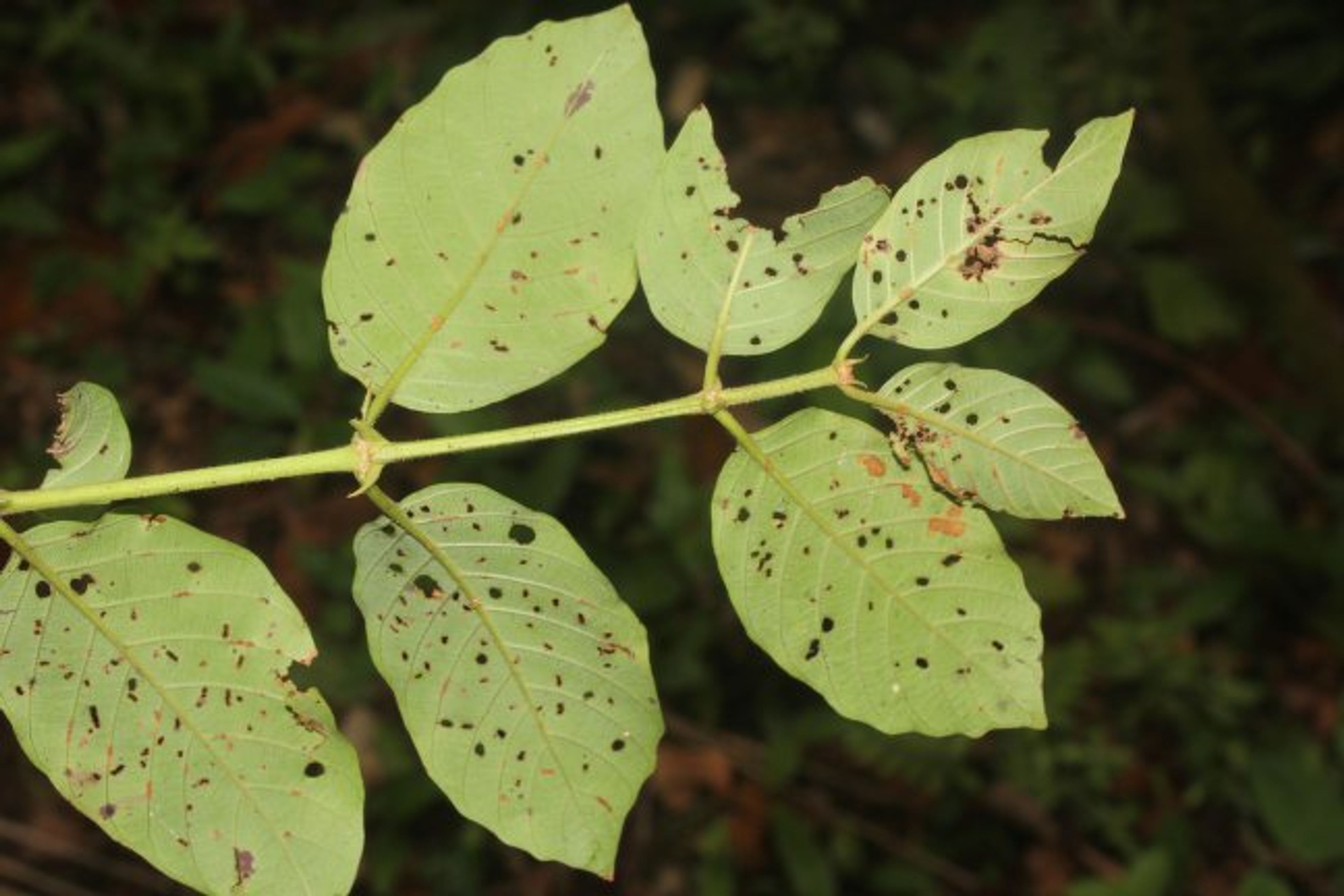 Uncaria tomentosa - 3