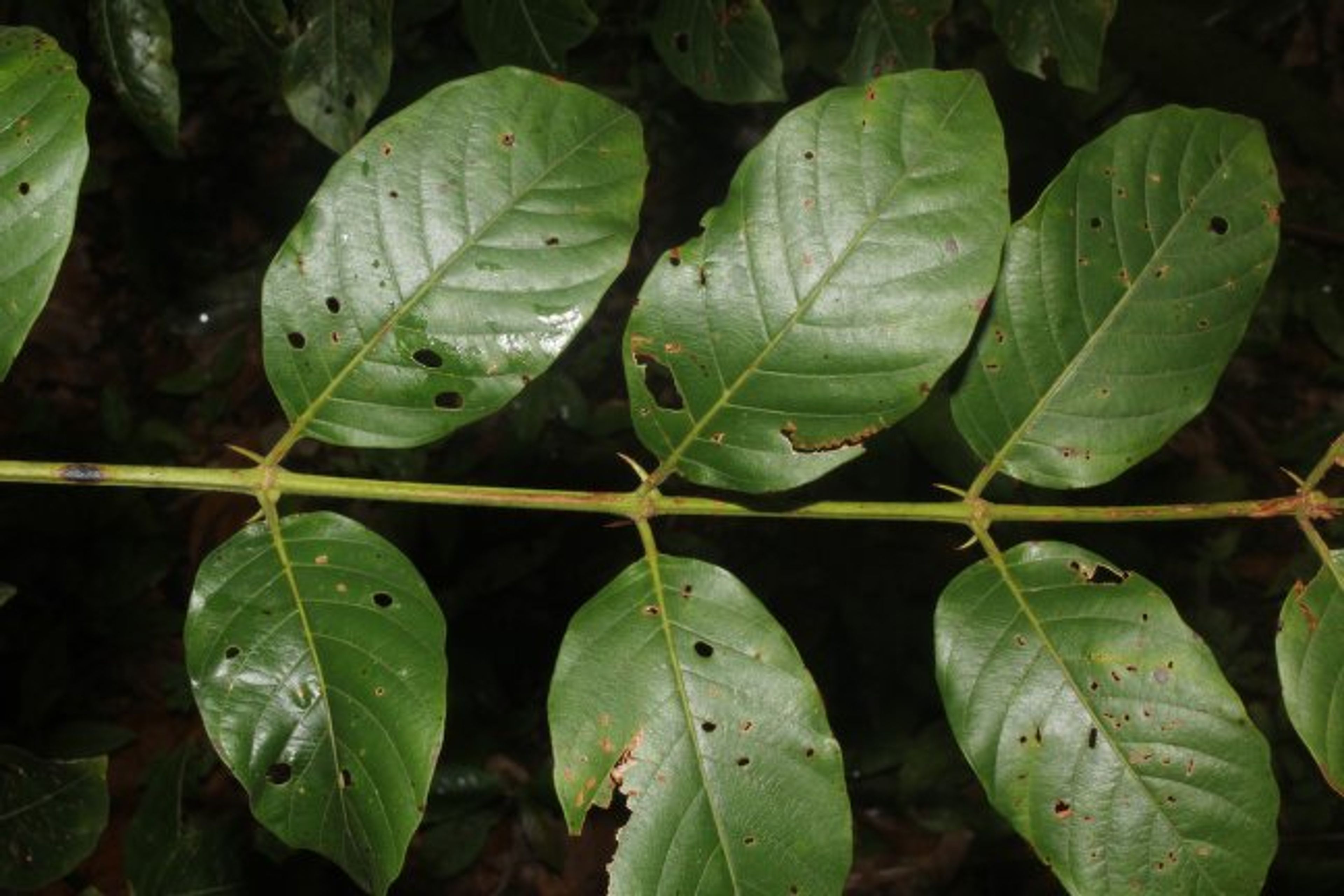 Uncaria tomentosa - 35