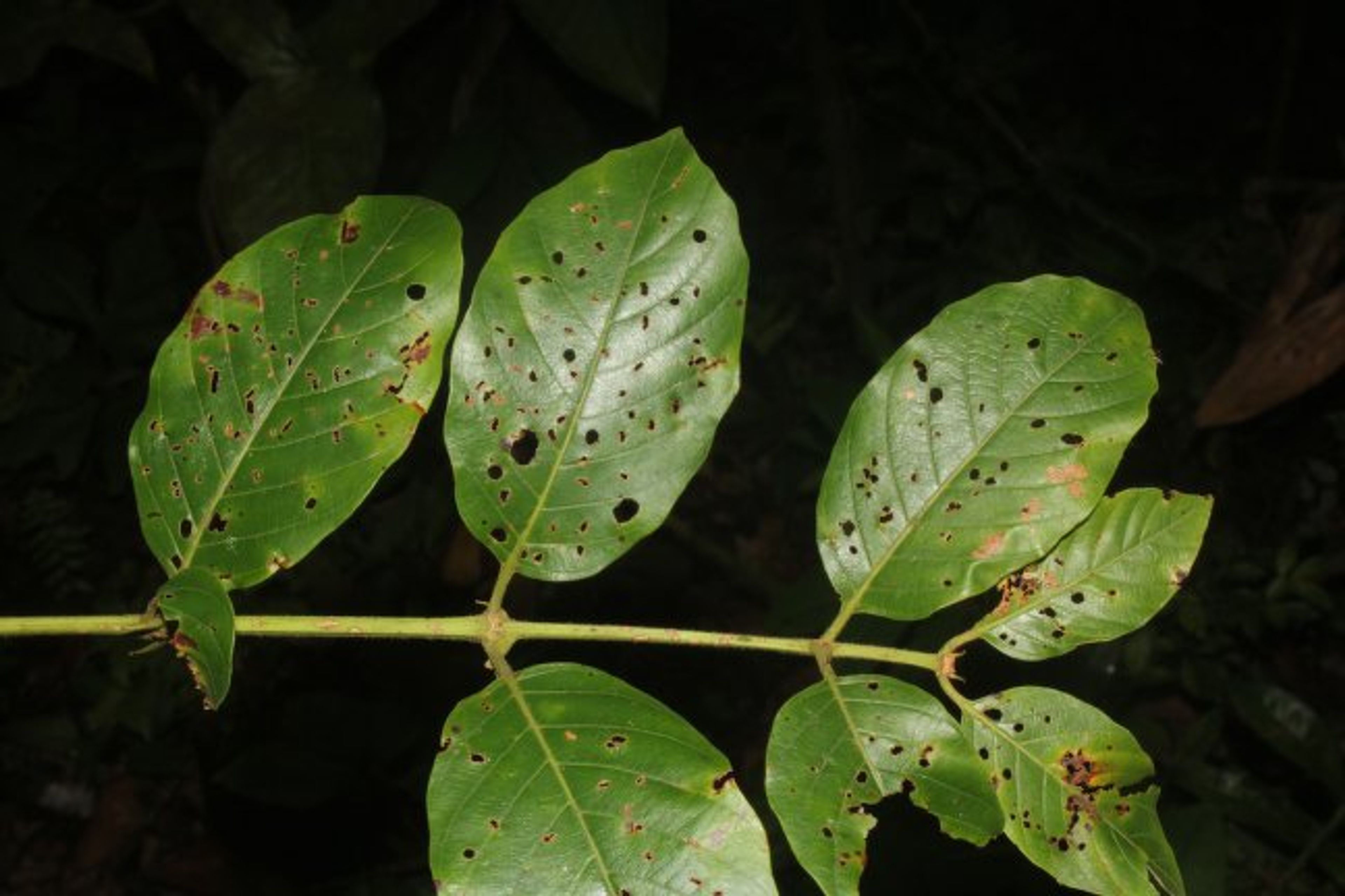 Uncaria tomentosa - 75