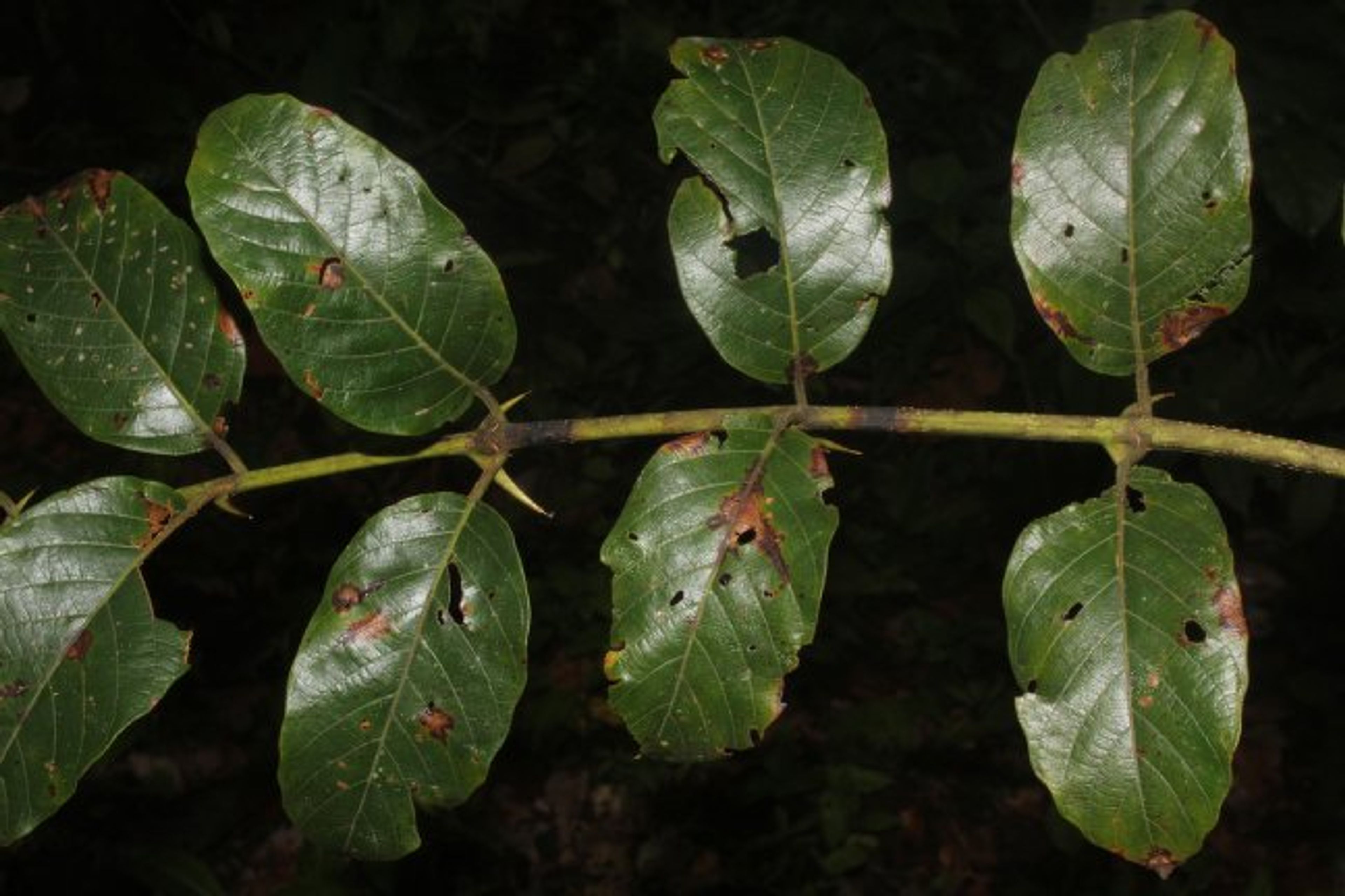 Uncaria tomentosa - 112