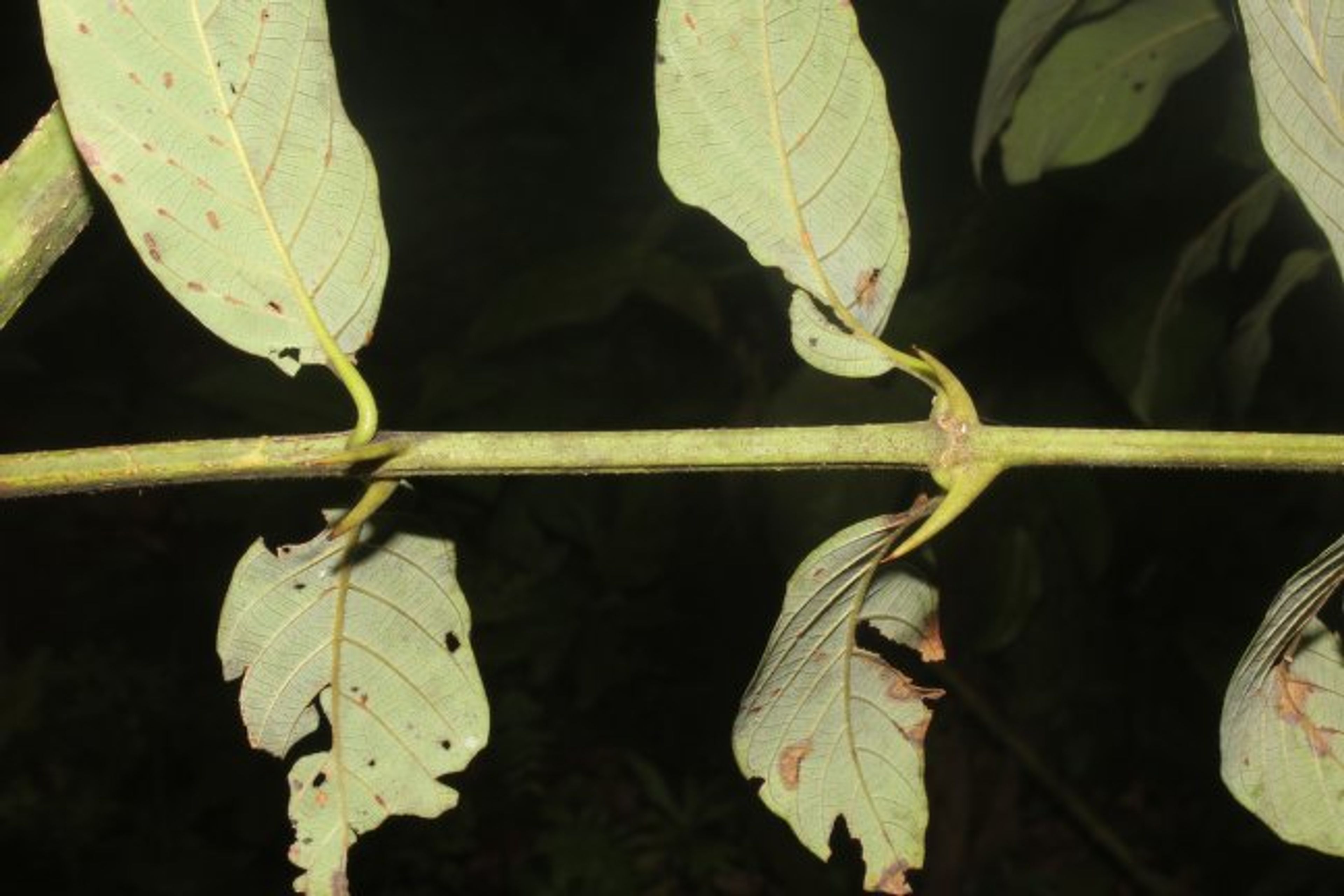 Uncaria tomentosa - 84