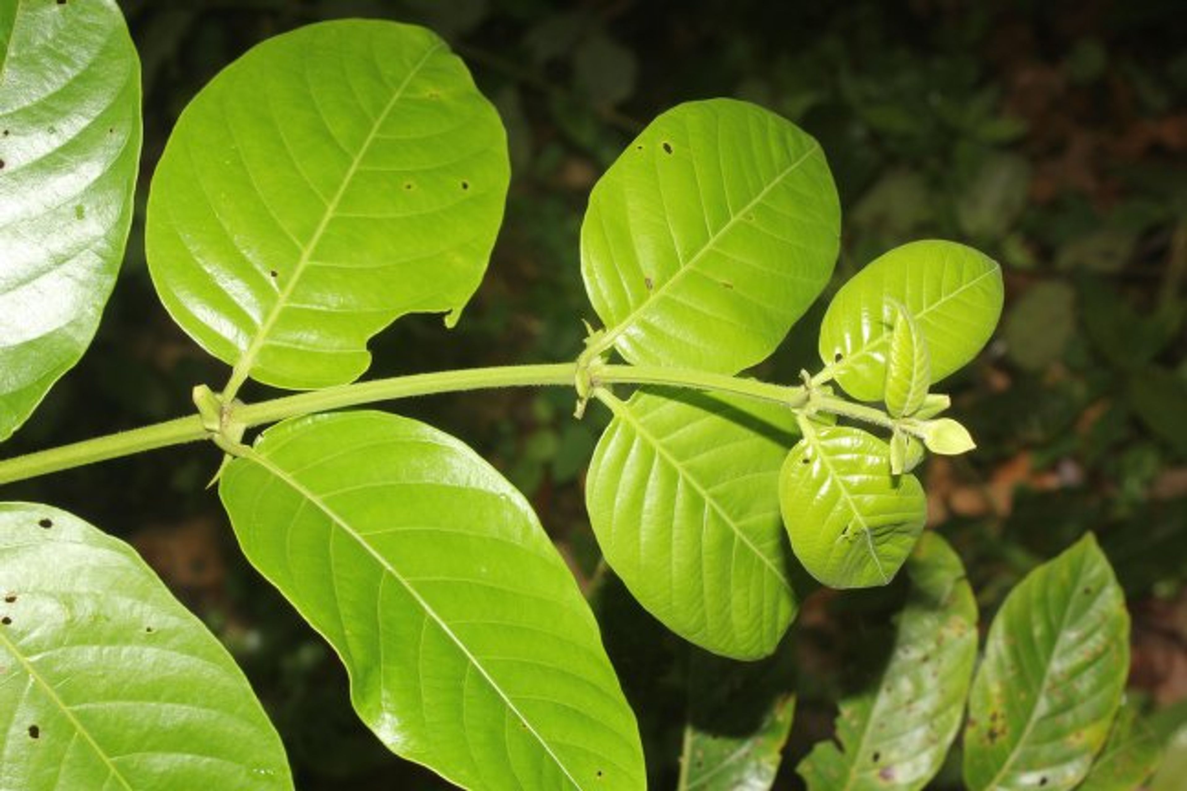 Uncaria tomentosa - 81