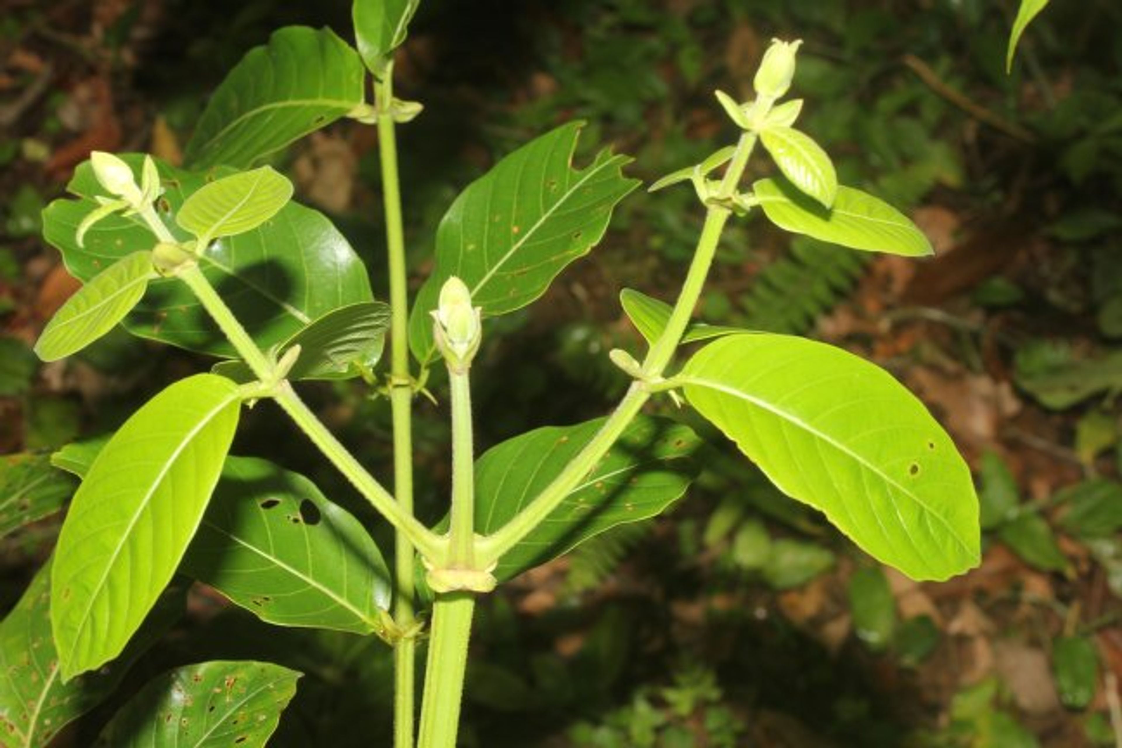 Uncaria tomentosa - 50
