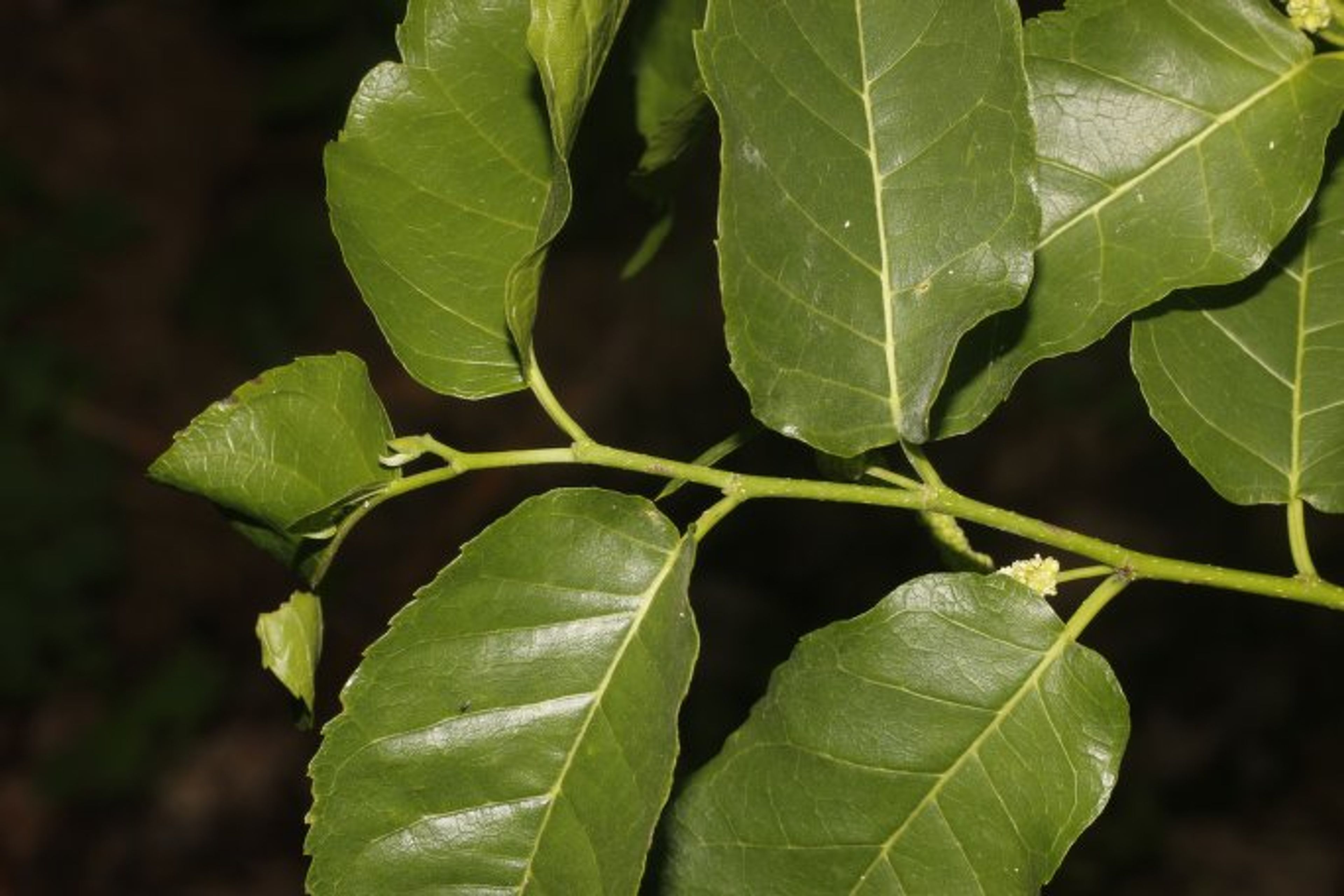 Maclura tinctoria - 49